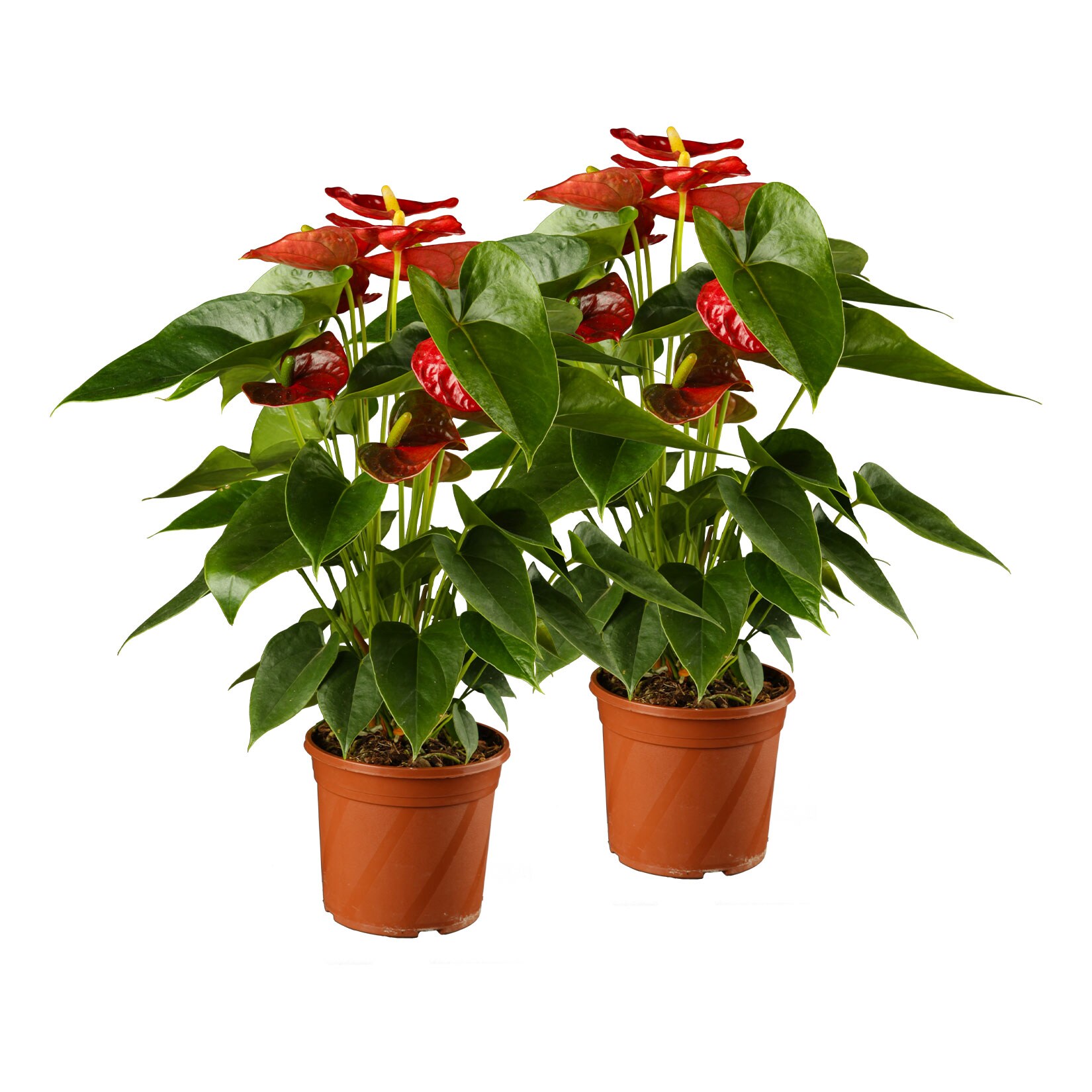Flamingoblume - Anthurium x andreanum Mix, Höhe 40-60 cm,  Ø17 cm Topf, 2er Set