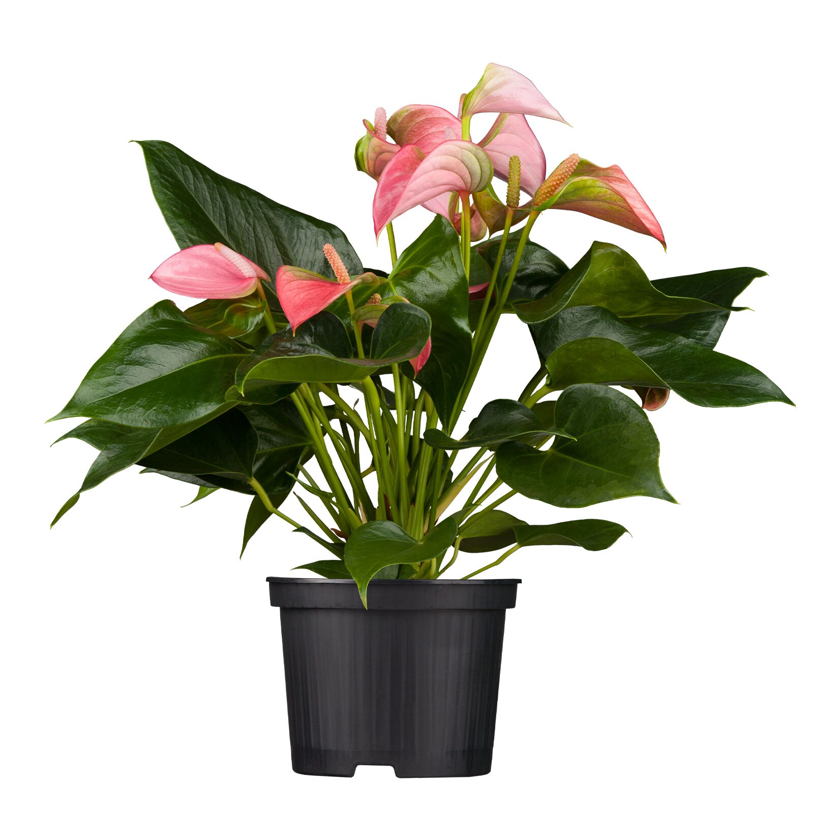 burgundy princess philodendron care Philodendron Burgundy Princess - 4" (SCRATCH & DENT)