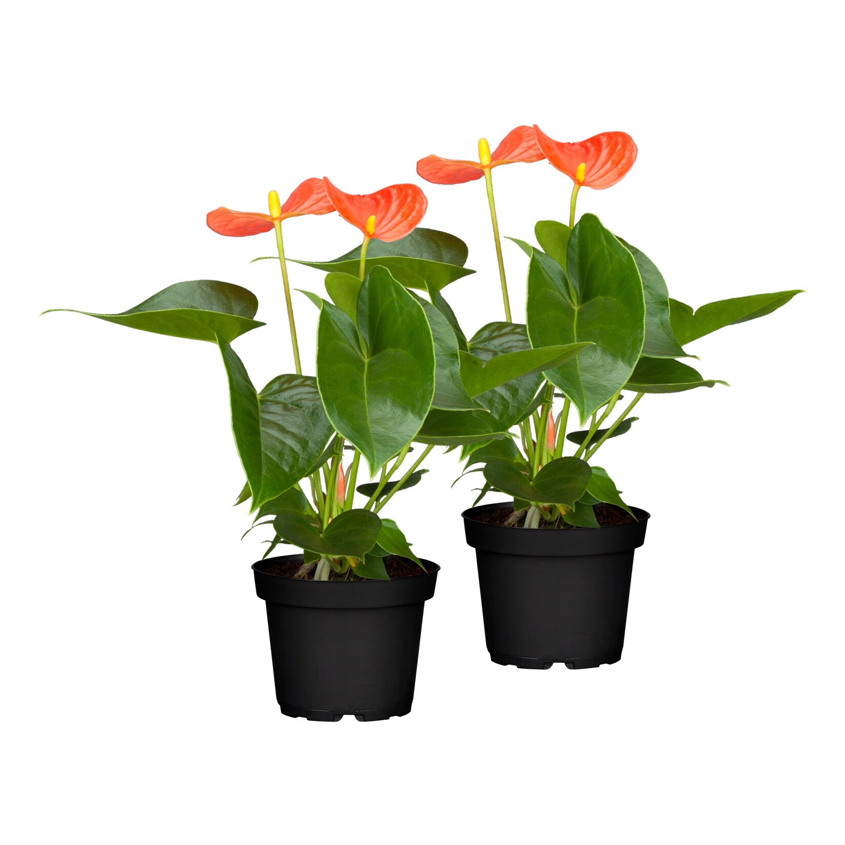 Flamingoblume – Anthurium x andreanum, Höhe 30-40 cm, Ø14 cm Topf, 2er Set | 04311532560679