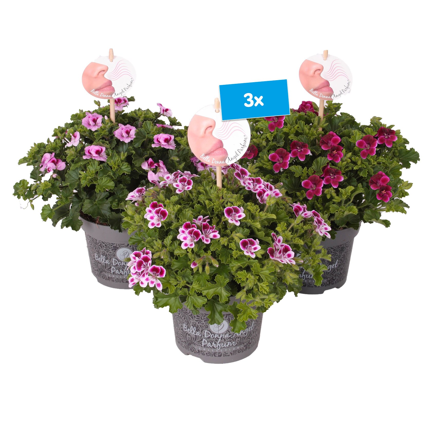 Duftgeranien Pelargonium, Höhe 25 cm, Ø12 cm Topf, 3er Set online