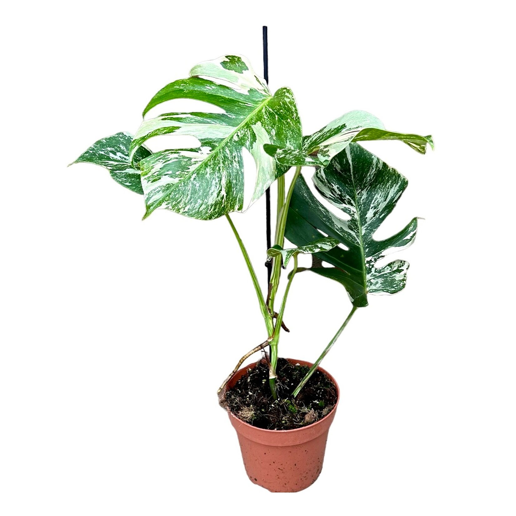 Fensterblatt - Monstera Thai Constellation, H&ouml;he ~ 45 cm, &Oslash;17 cm Topf, 1 Pflanze - Bild 1