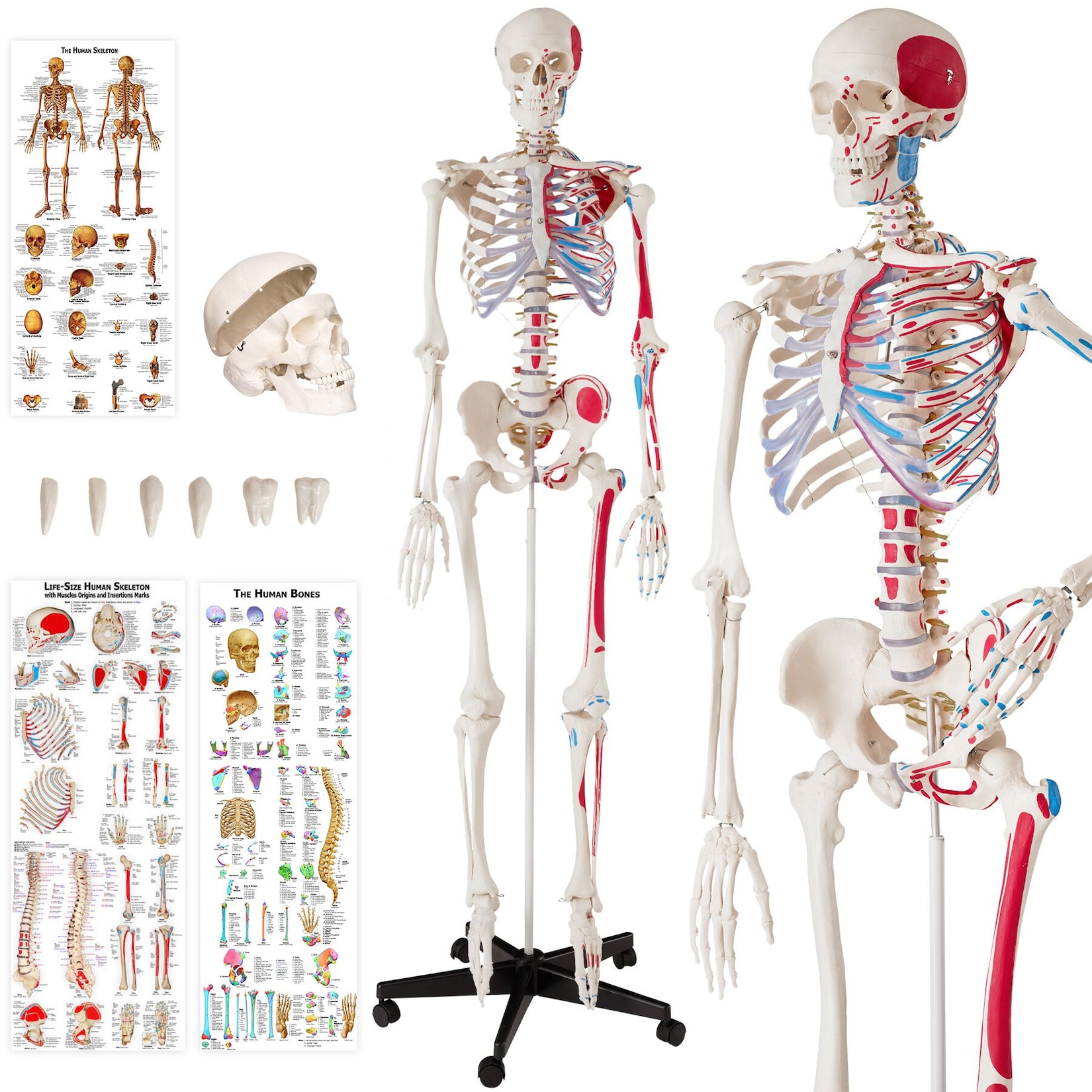 tectake® Skelett, lebensgroß und detailgetreu, farblich markierte Bereiche sowie Muskel- und Knochennummerierung, inklusive Anatomieposter