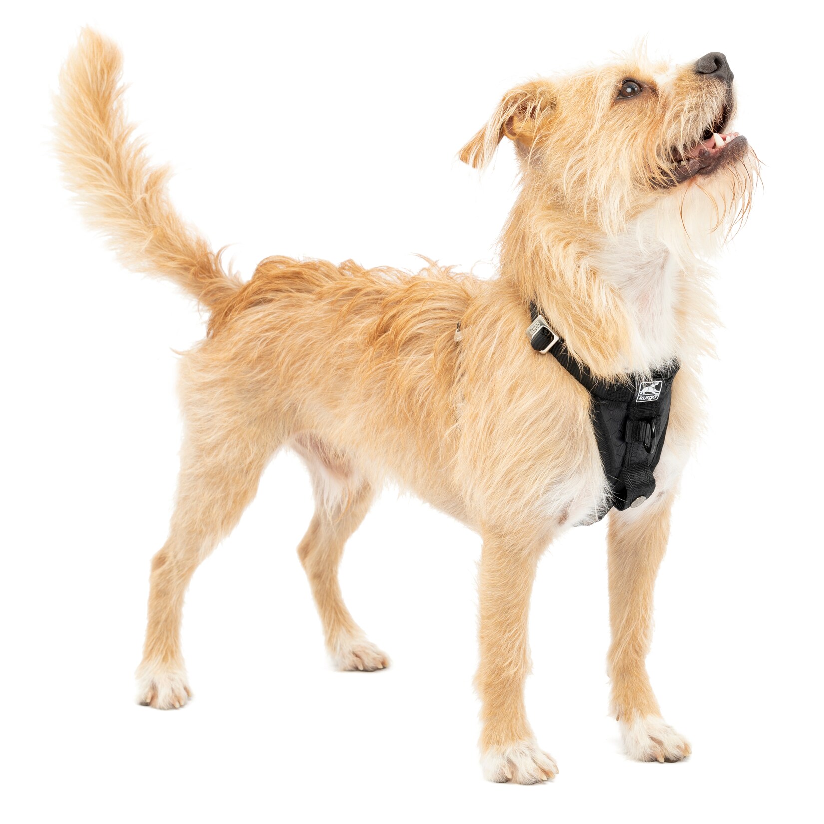 Kurgo Tru-Fit Autosicherheitsgeschirr für Hunde, Größe XS, Schwarz