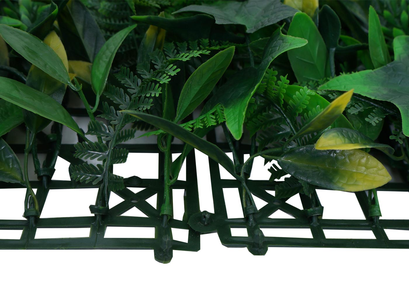 monstera monkey leaf hngepflanze Monstera Adansonii 'Monkey Leaf'  Foliage Dreams