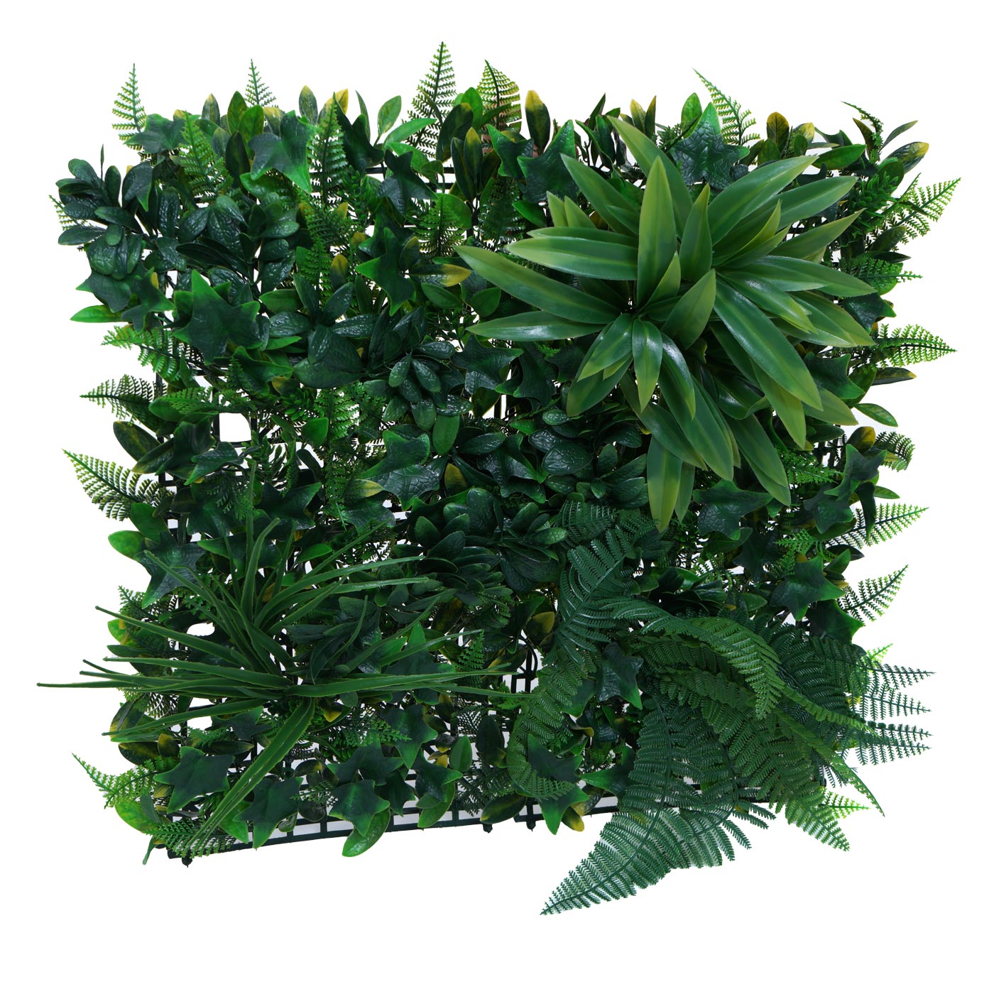 monstera monkey plant Monstera Monkey Leaf | 170cm main image 1
