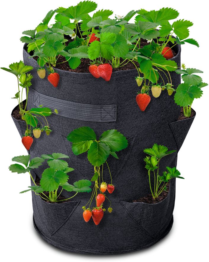 Pflanzens&auml;cke Erdbeere, 2er - Bild 1