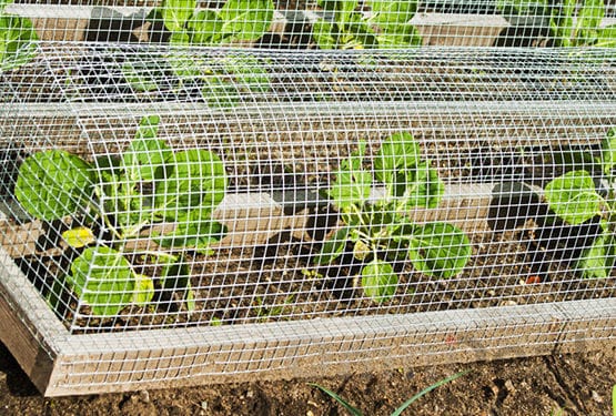 25m x 100cm Volierendraht - Verzinkt 19x19mm - Maschendrahtzaun Kaninchendraht - Bild 1