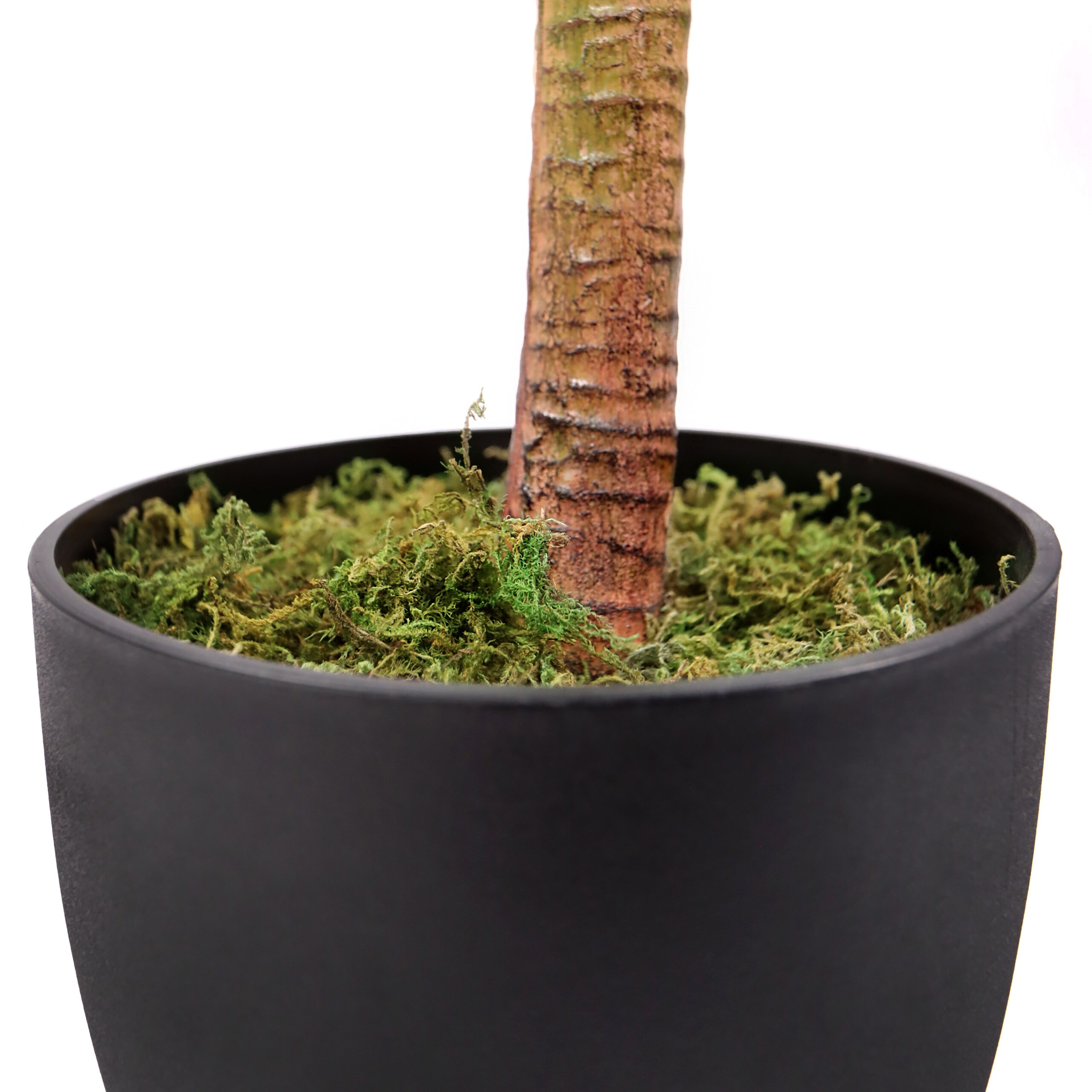 kirschlorbeer 4 meter hoch kaufen Kirschlorbeer 'Herbergii' kaufen | Prunus laurocerasus 'Herbergii' main image 0