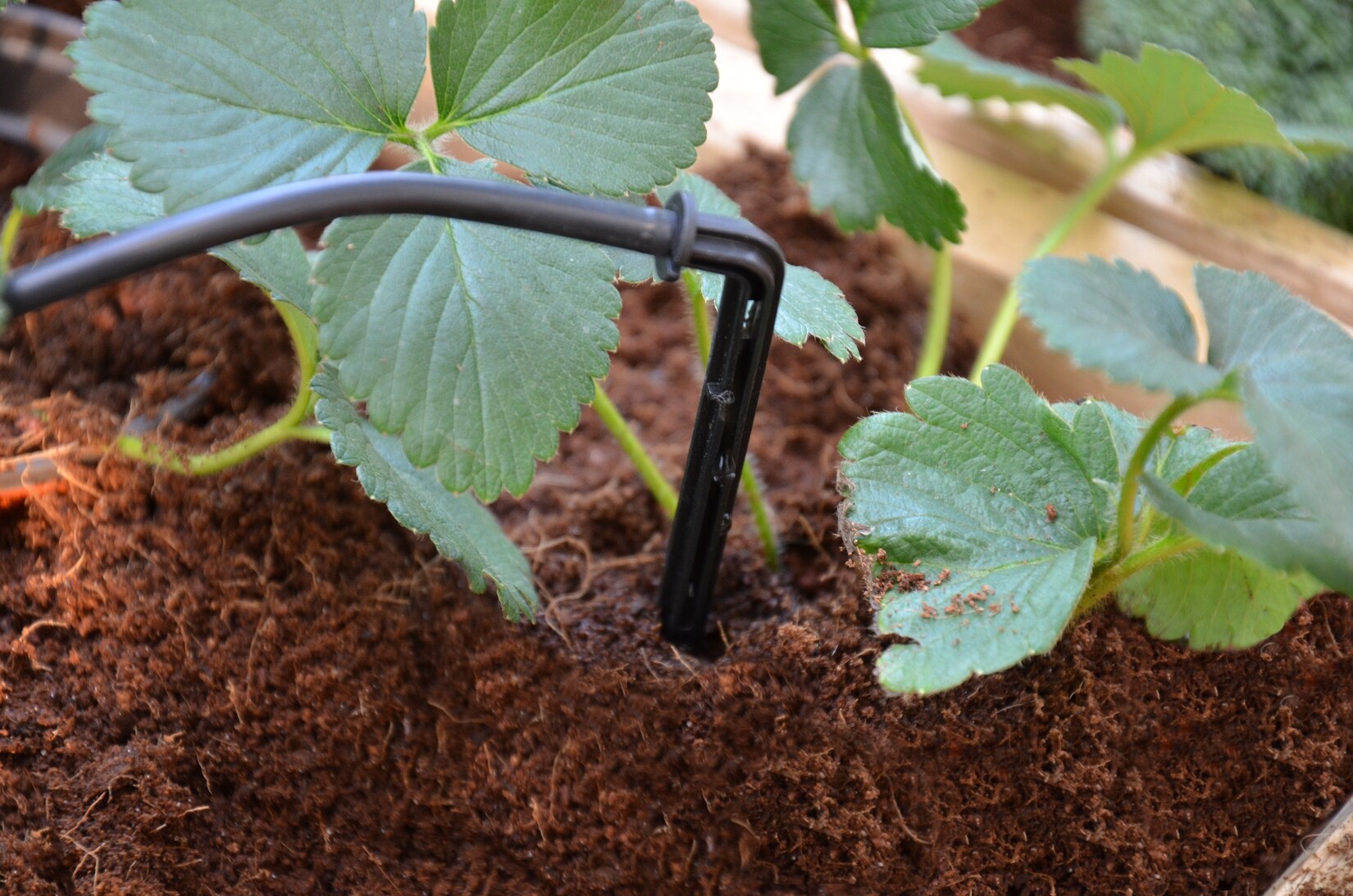 Palram – Canopia   Bewässerungssystem, Micro-Drip-System für Gewächshaus | 07290103121426