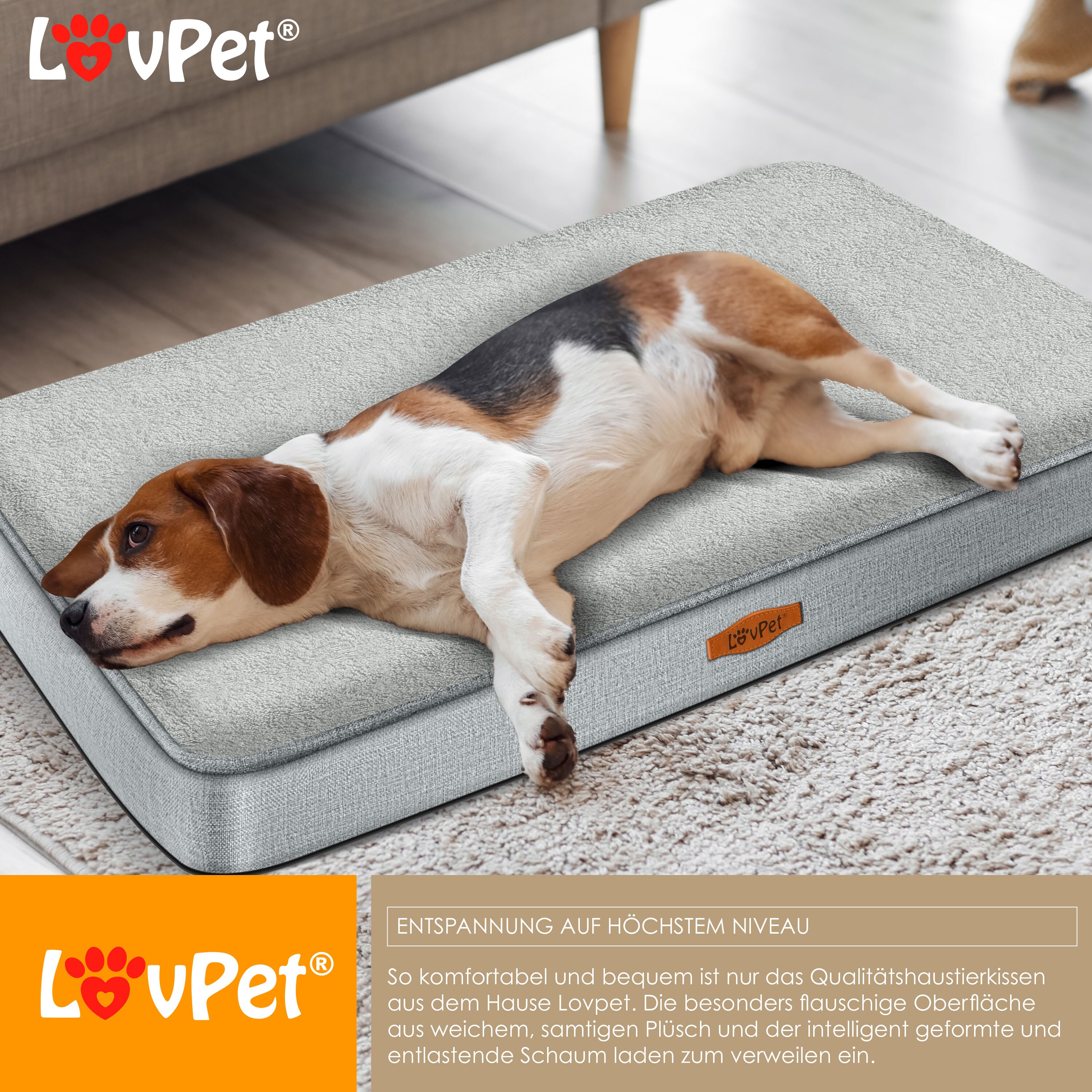 Hundebett BedDog S | Abziehbarer Bezug Waschbar | Für Kleine Hunde | Gelenkschonend & Kuschelweich