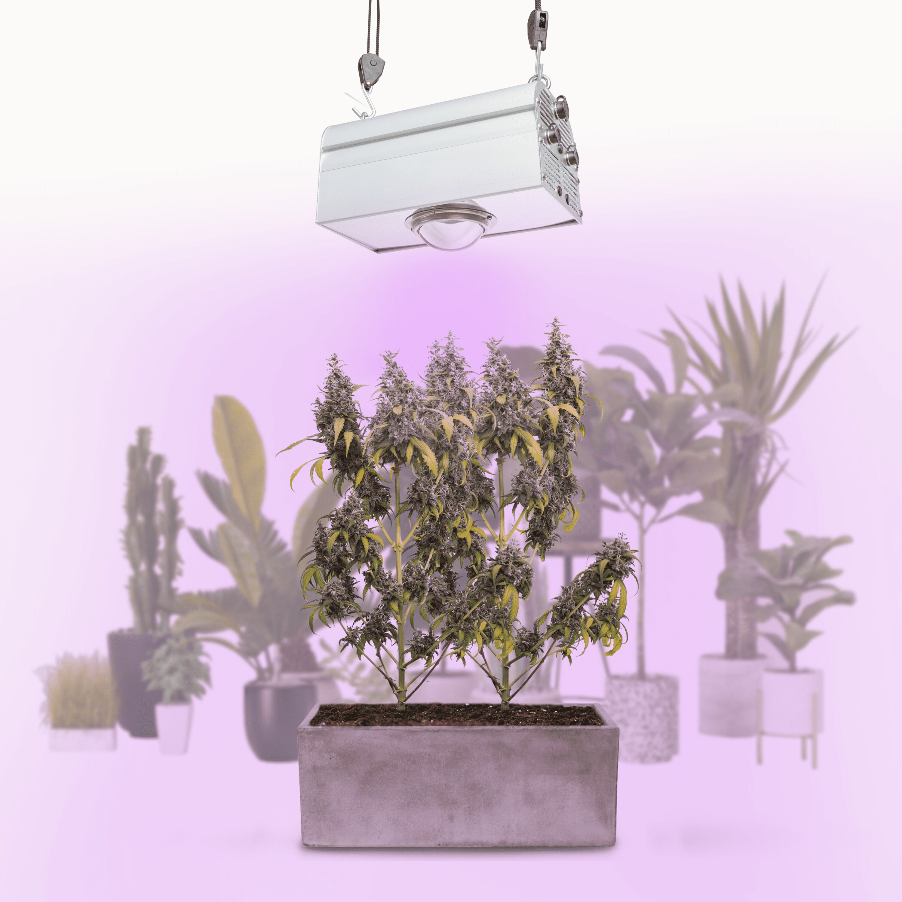 Parus by Venso CANNA BULB 150, LED Pflanzenlampe, 150 Watt Pflanzenlicht mit Vollspektrum LED + Infrarot, f&uuml;r 2-3 Pflanzen, Abstrahlwinkel 120&deg; - Bild 1