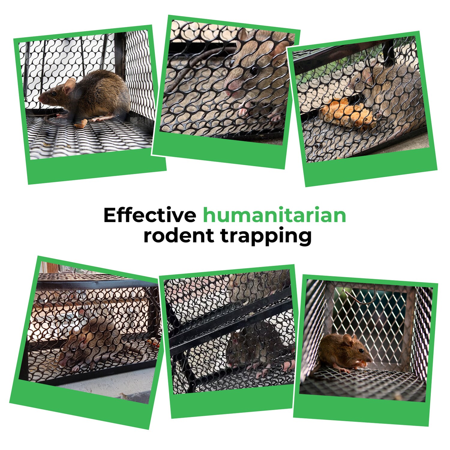 LA CUTE Schlagfalle 2x Humane Lebendfalle Für Mäuse Und Ratten Aus Holz, 29 X 12 X 12 Cm Nachhaltige Lebendfalle Fuer Maeuse Und Ratten Ohne Chemikalien S0rdl0o6 - Foto 12