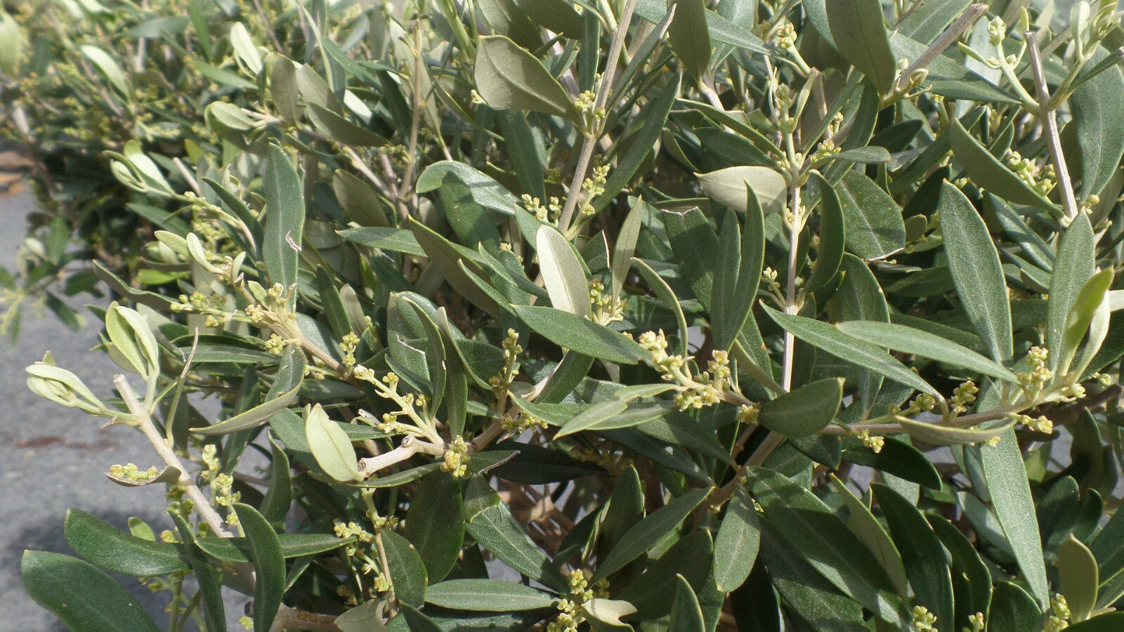 Olivenbaum Olive 160 - 180 cm Hochstamm, beste Qualitt, winterhart