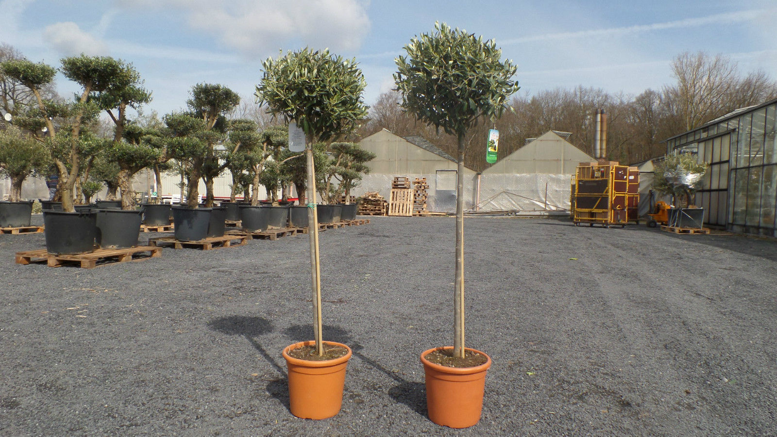 wann hortensien und rhododendron düngen Color Plus – Dünger für Rhodo, Hortensien und Azaleen – Mulder Retail B.V main image 1