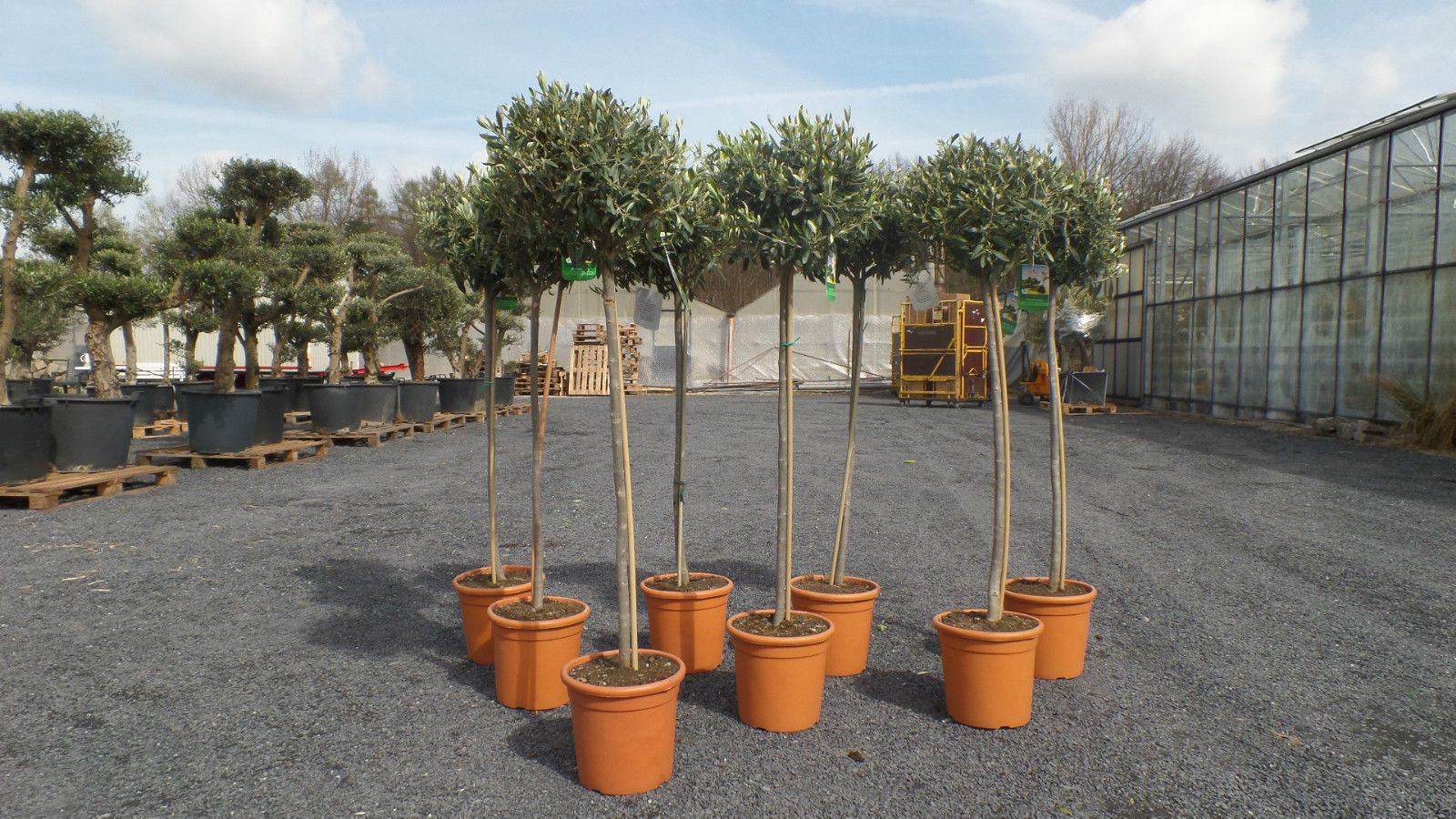 olivenbaum günstig kaufen Großer Olivenbaum, 100-110cm – Green Me Up main image 1
