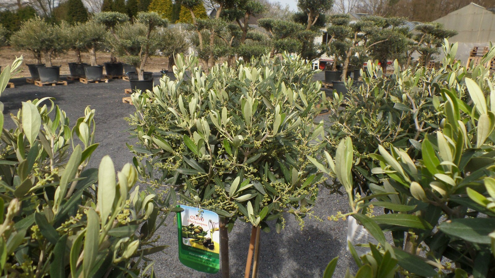 Olivenbaum Olive 160 - 180 cm Hochstamm, beste Qualitt, winterhart online  kaufen bei Netto