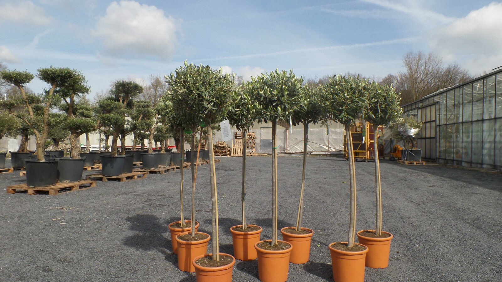 thuja 180 cm Junior Giant Arborvitae