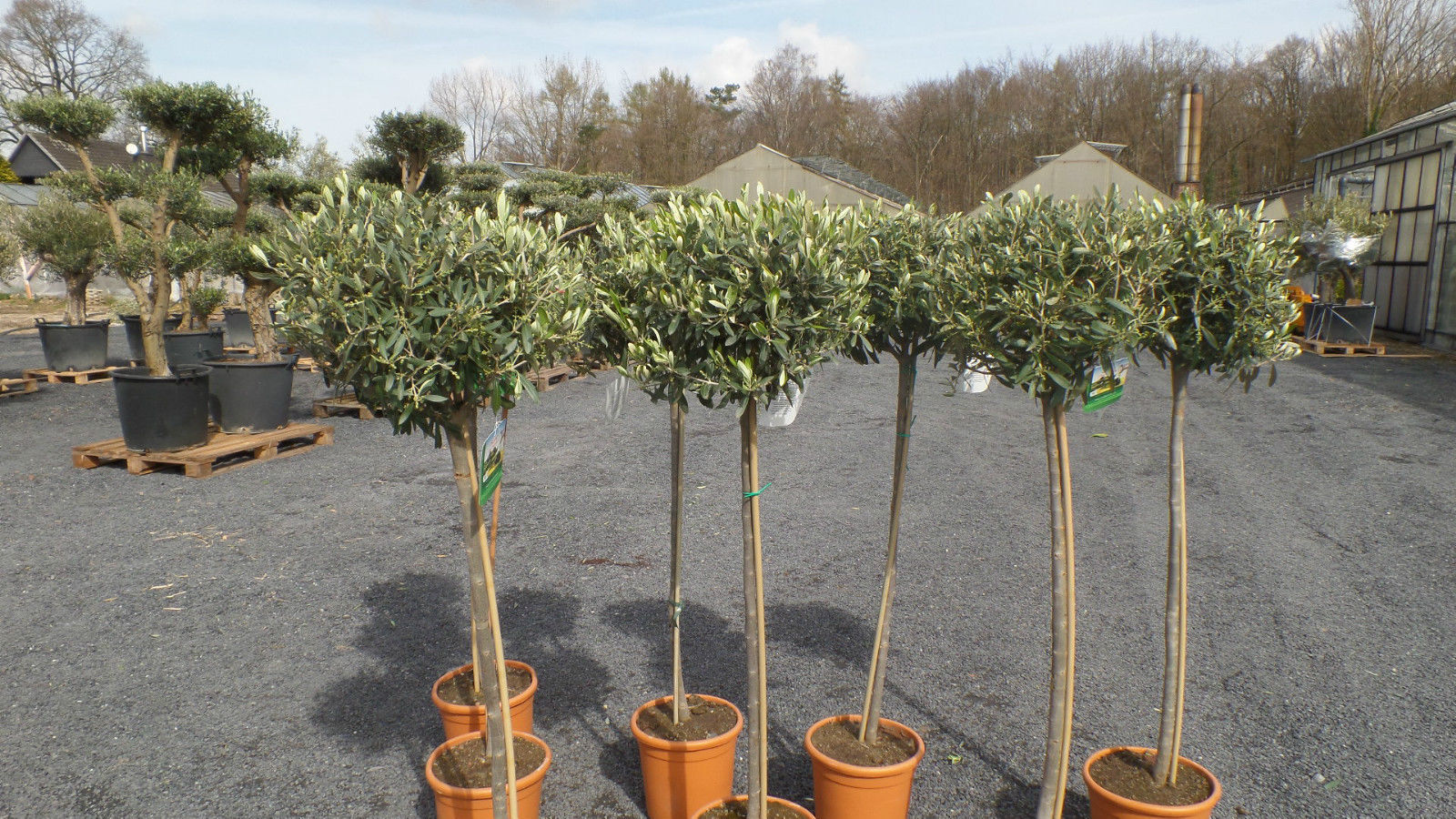 Olivenbaum Olive 160 - 180 cm Hochstamm, beste Qualitt, winterhart