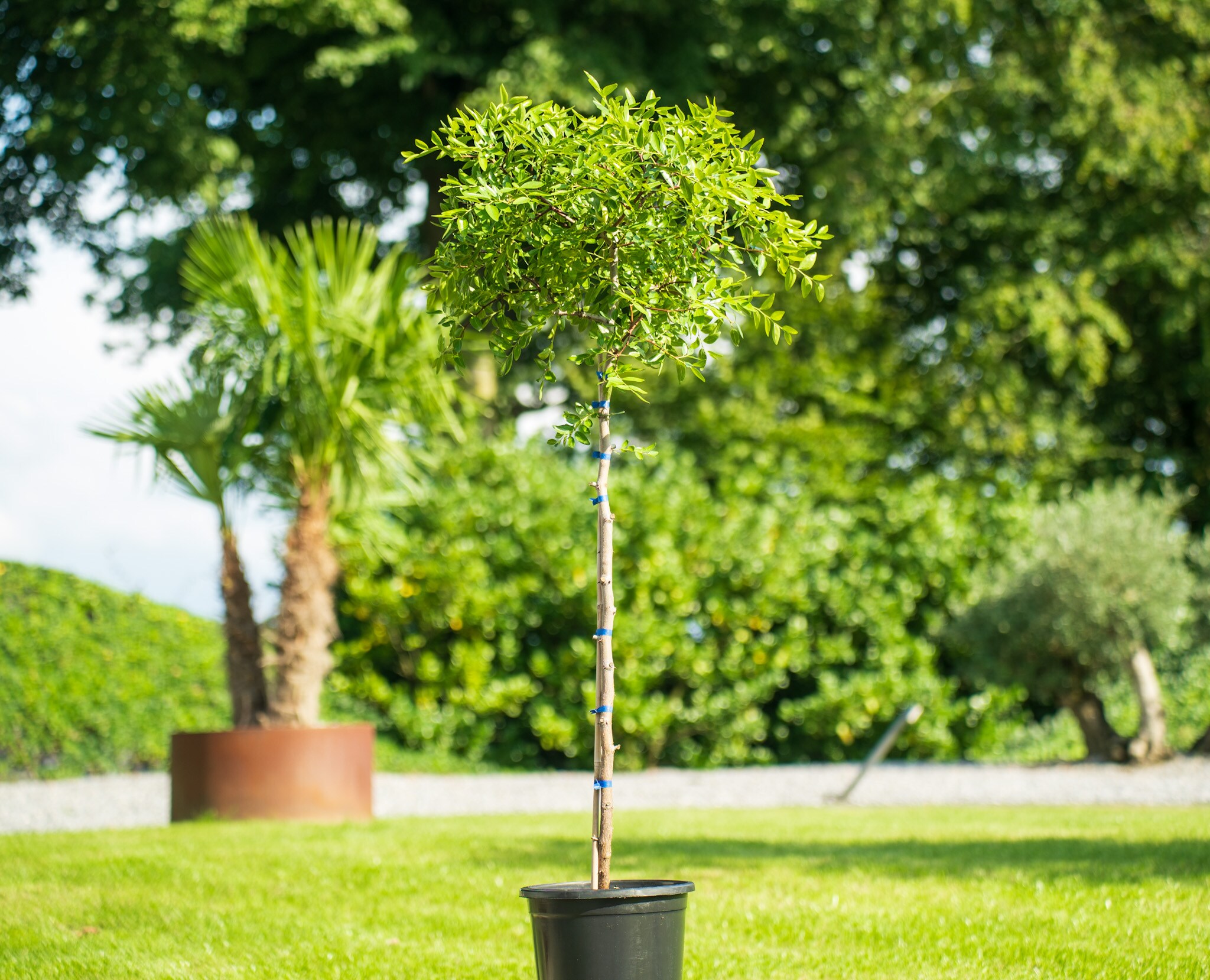 chin. Dattel 120 - 150 cm Dattelbaum, Azufaifo Ziziphus jujuba - Bild 1