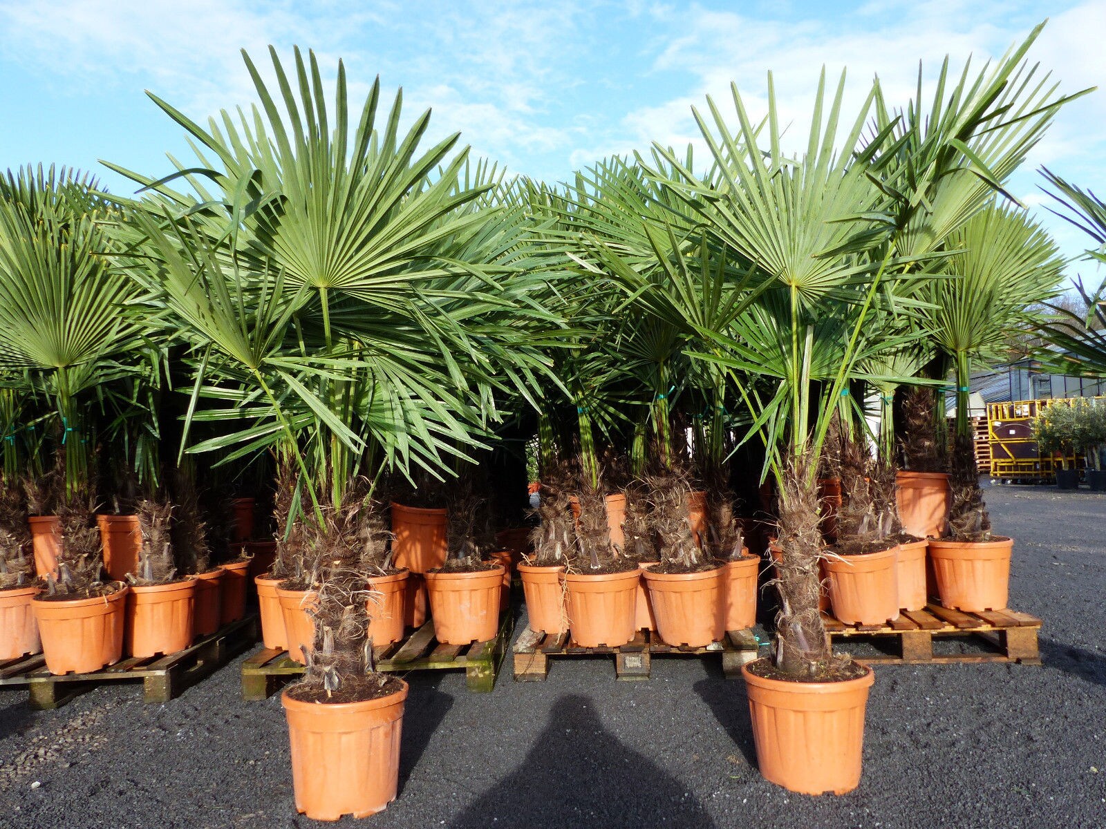 XXL Palme winterhart 140 - 160 cm Trachycarpus fortunei, Hanfpalme, Top-Qualit&auml;t - Bild 1