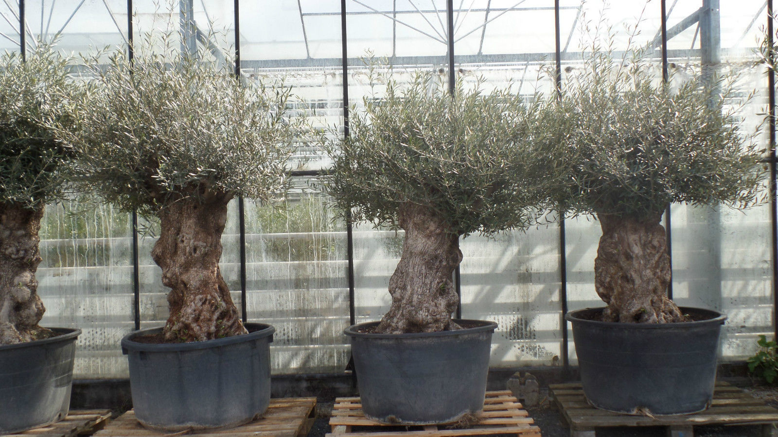 uriger, alter Olivenbaum, knorrige Olive 100 Jahre, winterhart - Bild 1