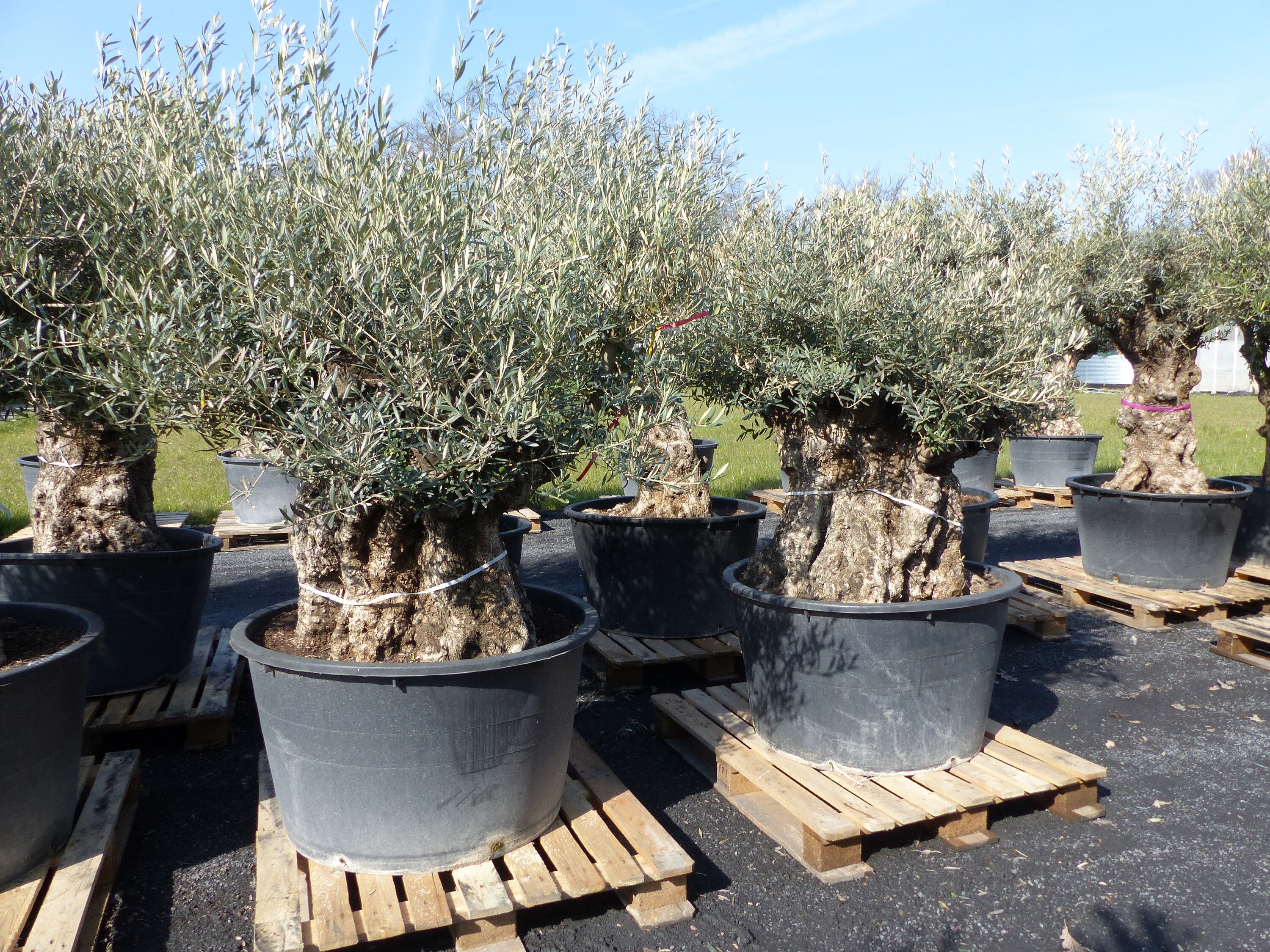 uriger, alter Olivenbaum, knorrige Olive 100 Jahre, winterhart