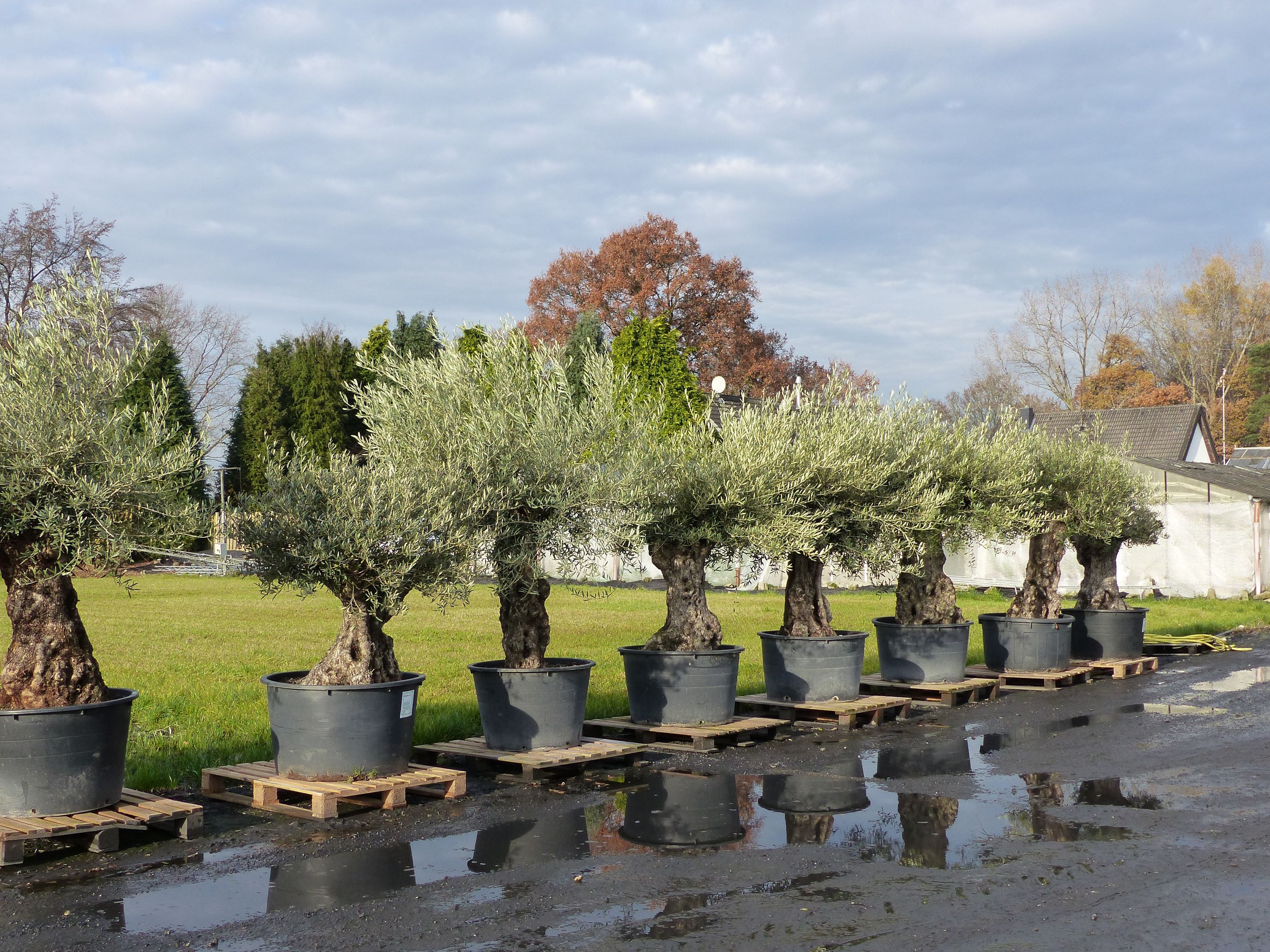 uriger, alter Olivenbaum, knorrige Olive 100 Jahre, winterhart