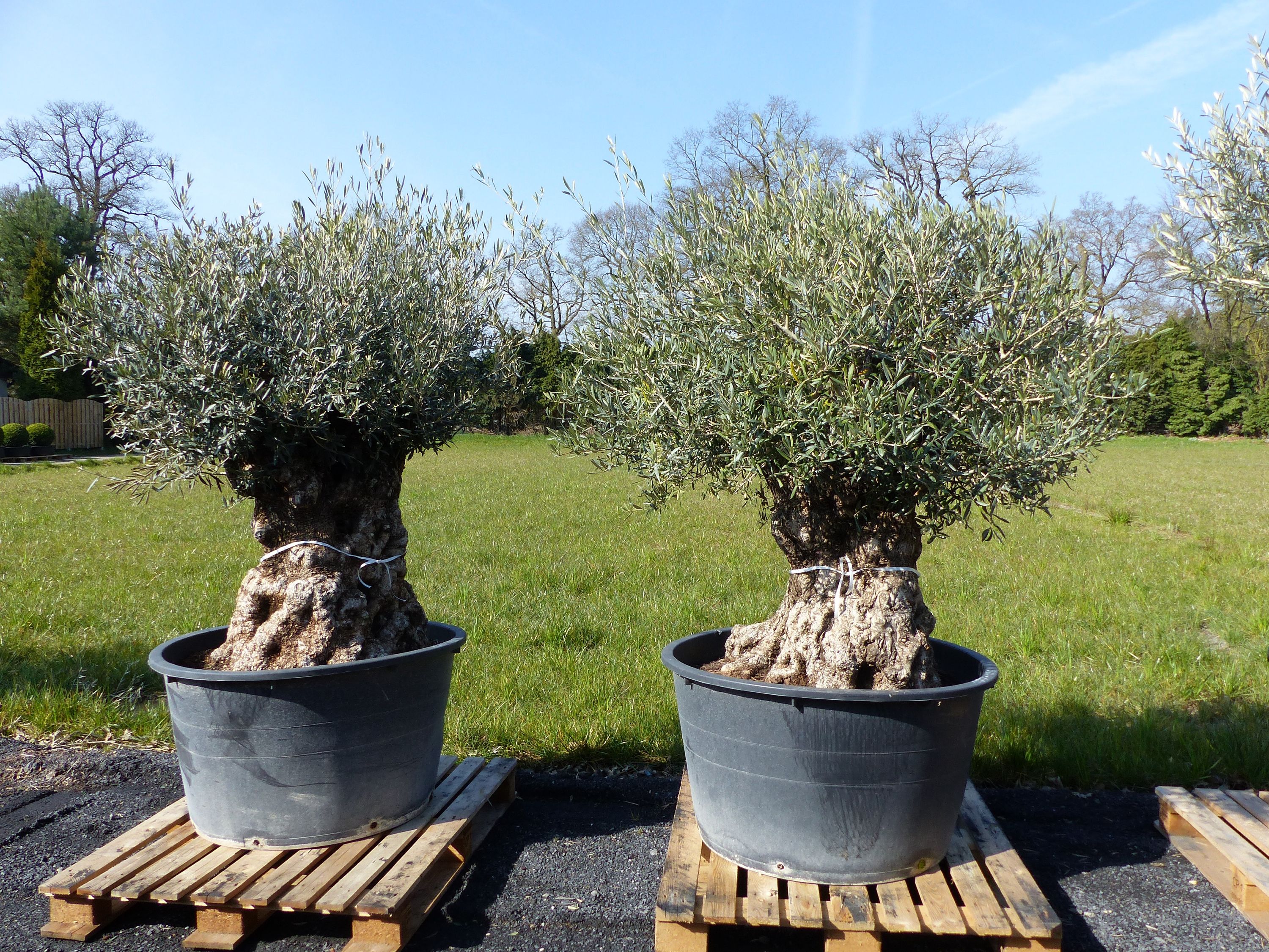 uriger, alter Olivenbaum, knorrige Olive 100 Jahre, winterhart online  kaufen bei Netto