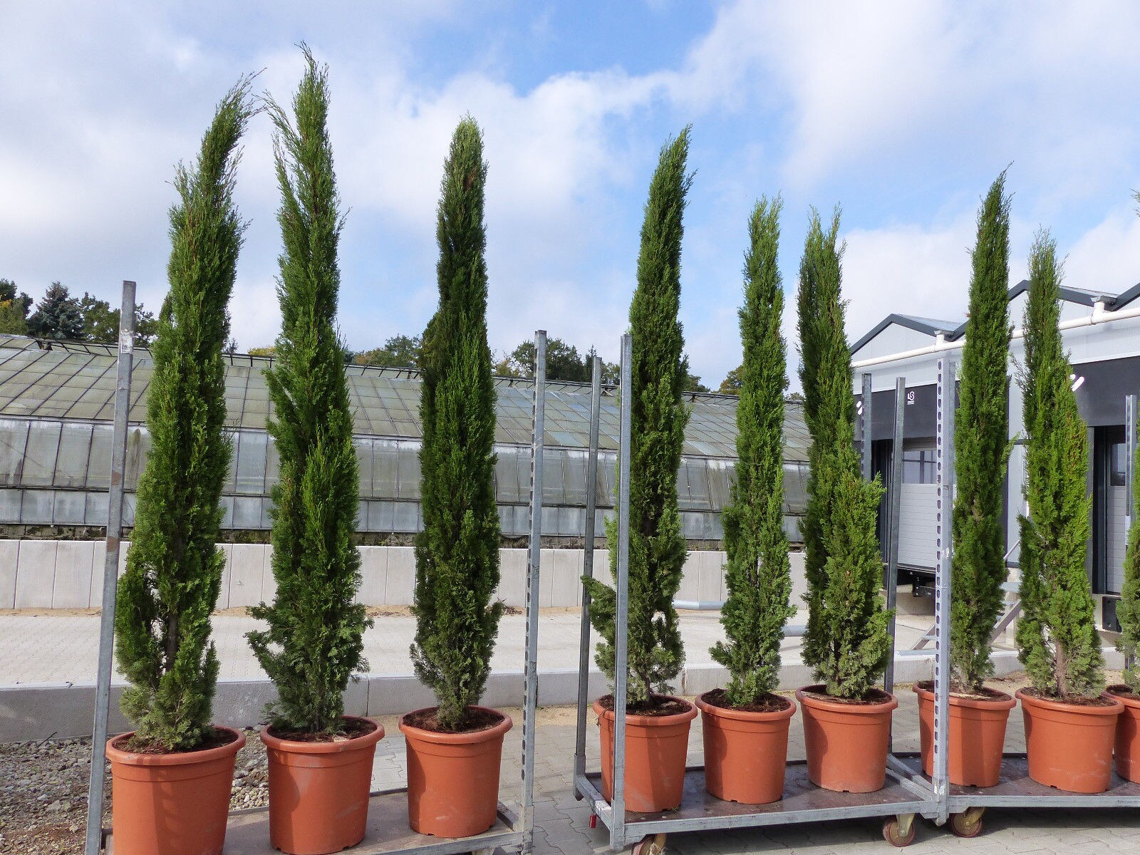 250 cm Mittelmeerzypresse Cupressus Semper. "Totem" Toskana Zypressen Zypresse