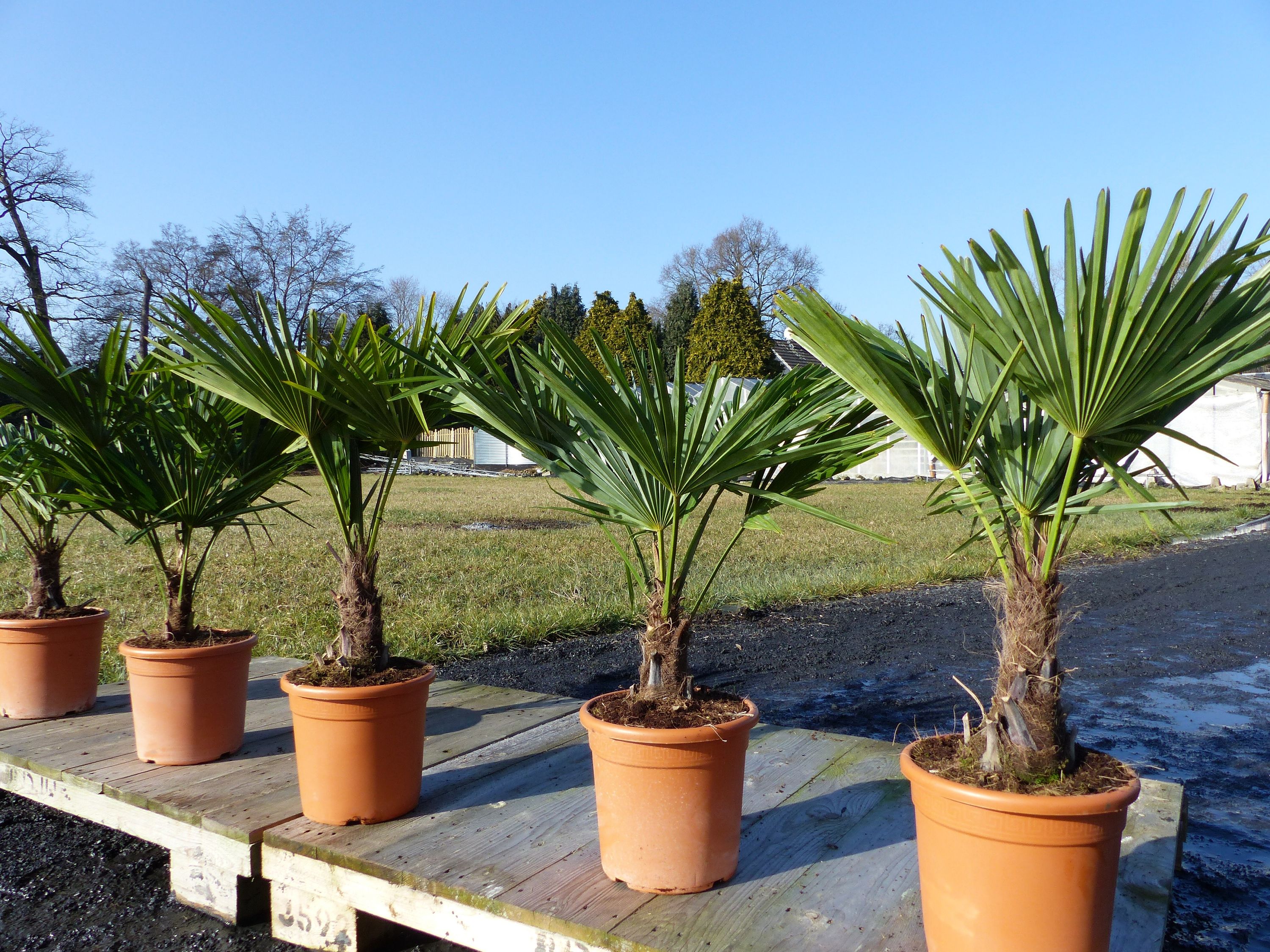 Hanfpalme "M" Palme Trachycarpus fortunei winterhart, Premiumqualit&auml;t - Bild 1