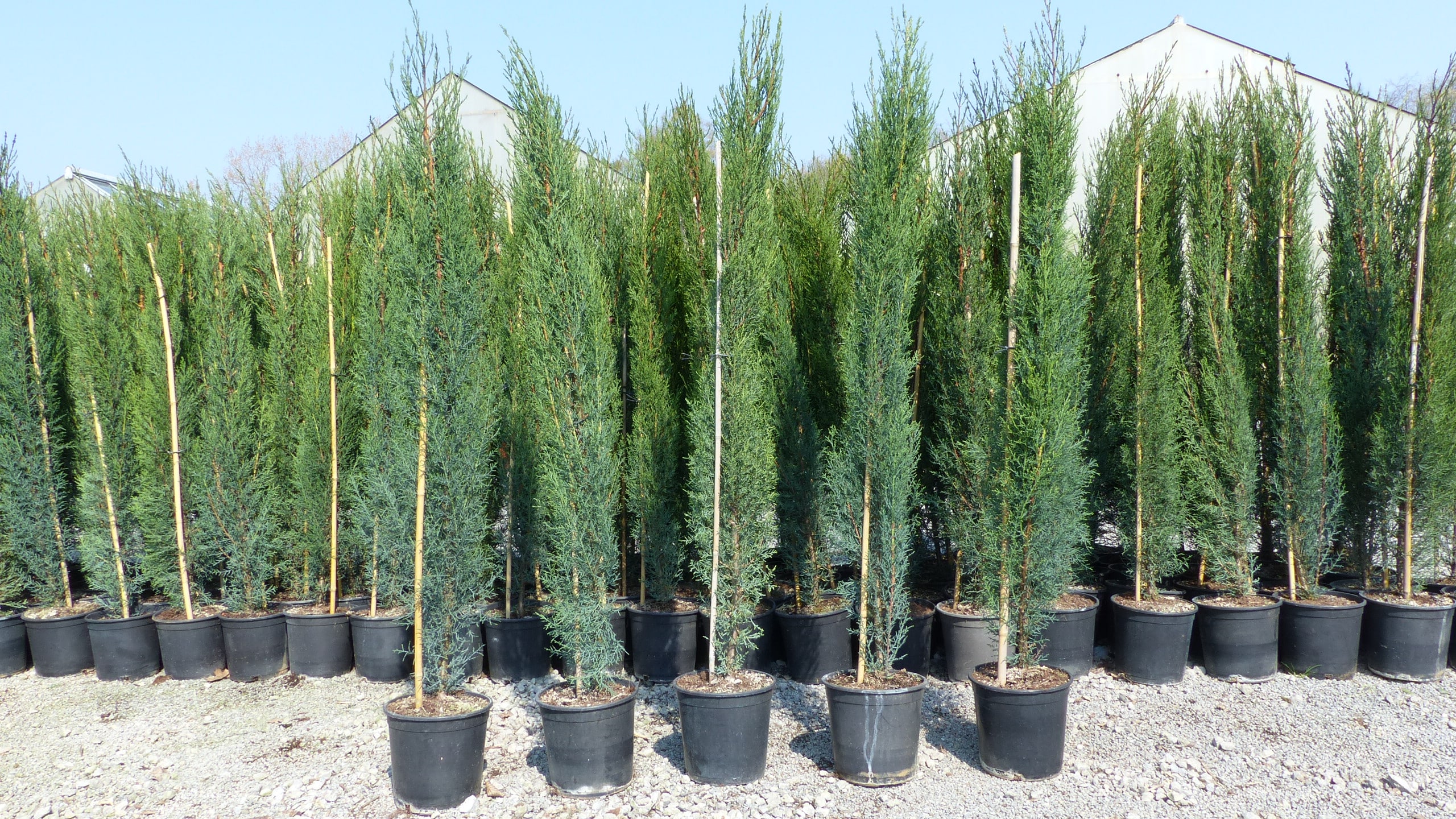 3x Mittelmeerzypresse 140-160 cm S&auml;ulen Toskana Zypressen Zypresse Cupressus Semper - Bild 1