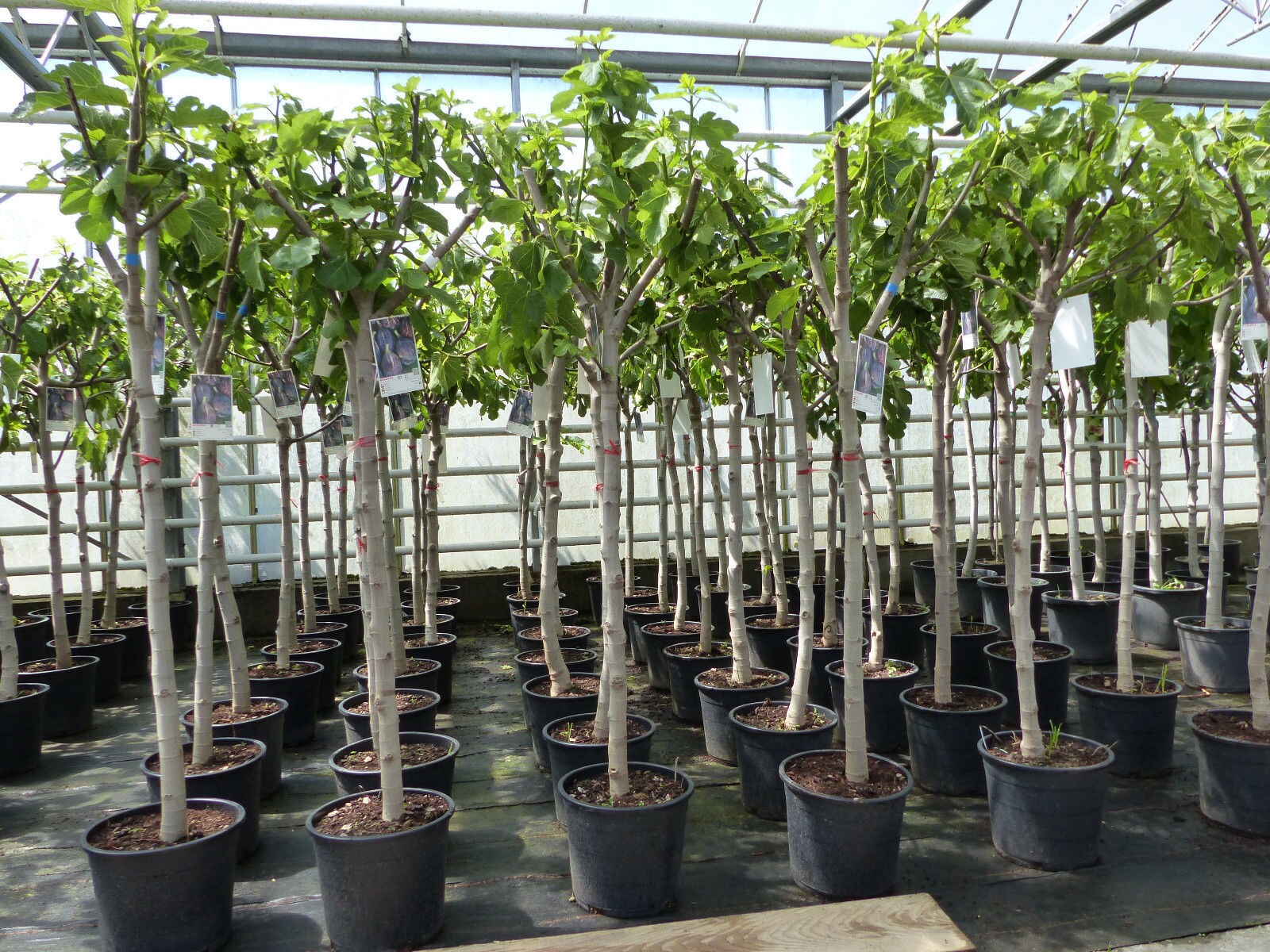 Feigenbaum 150-180 cm Obstbaum winterhart kräftiger Stamm, Ficus Carica, Feige, Obst | 04251740101854
