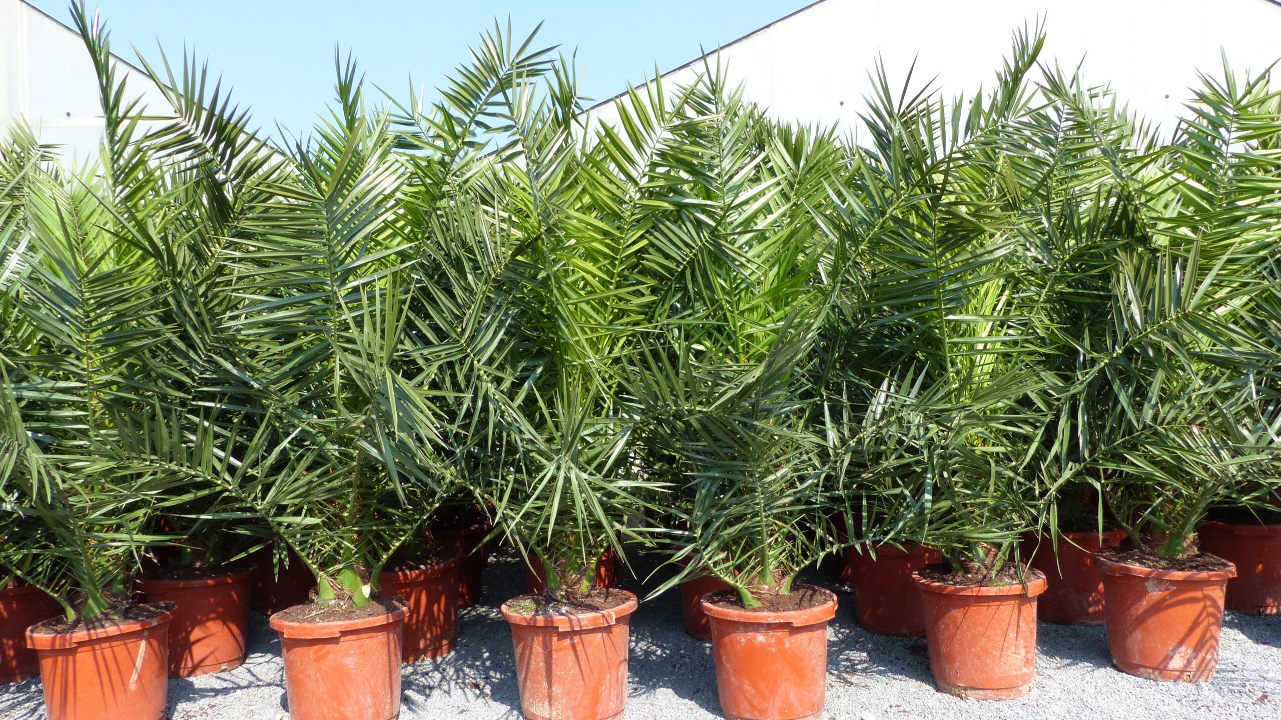 Palme XXL 180 cm Phoenix canariensis, kanarische Dattelpalme, winterhart - Bild 1