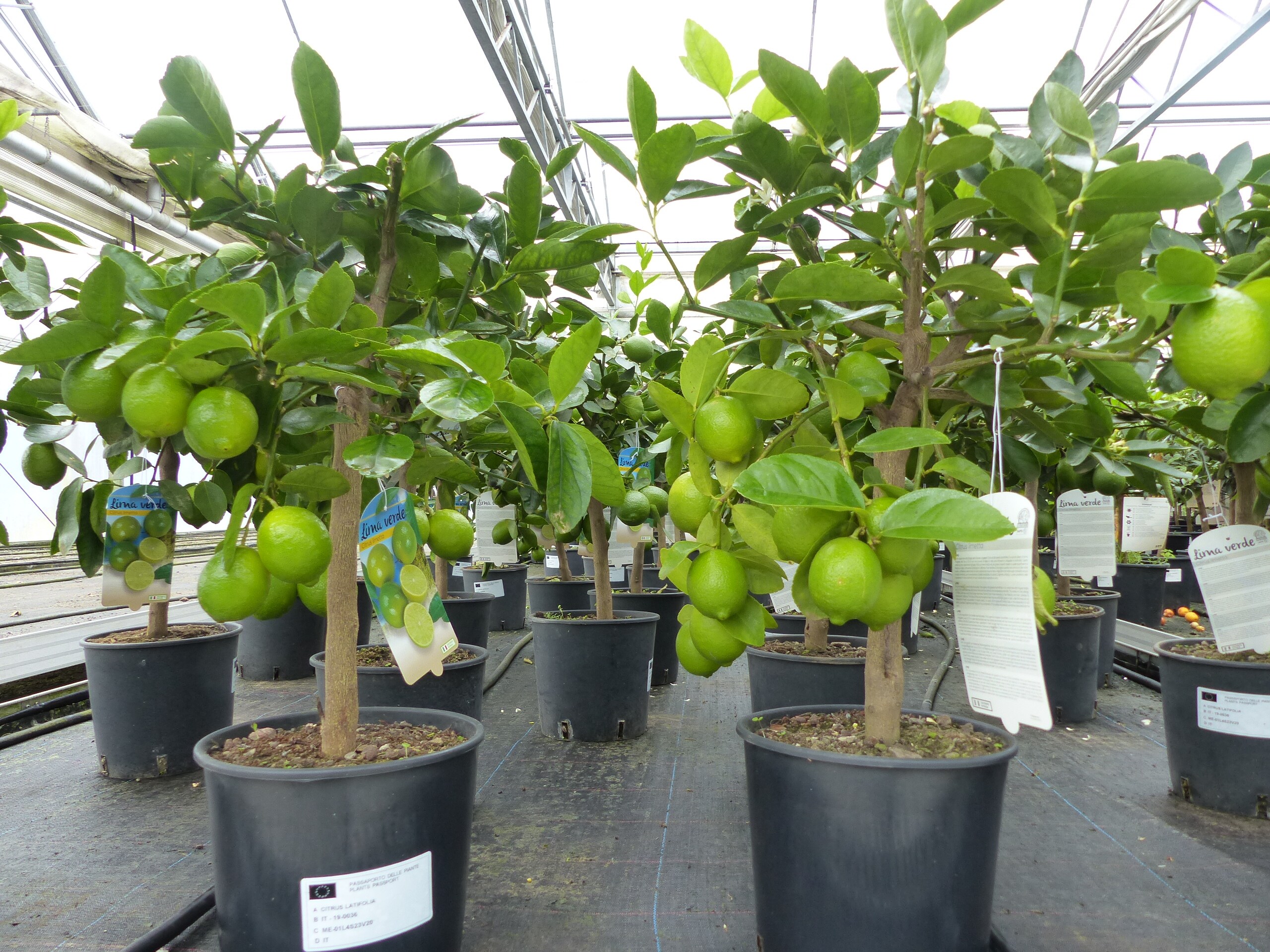 echte Caipi Limette Caipirinha Limettenbaum Citrus Lime 70 - 90 cm Zitruspflanze - Bild 1