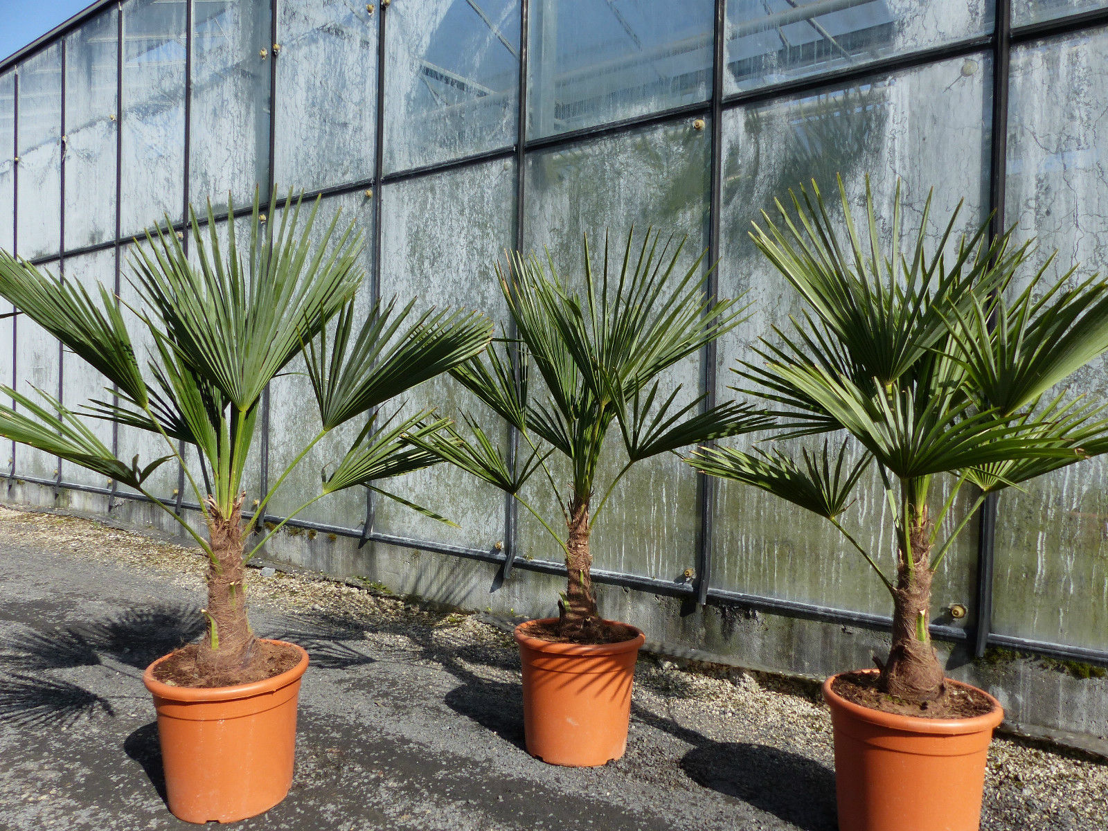 L Palme 100-120 cm Trachycarpus fortunei, Hanfpalme, winterhart + robust bis -18&deg;C - Bild 1