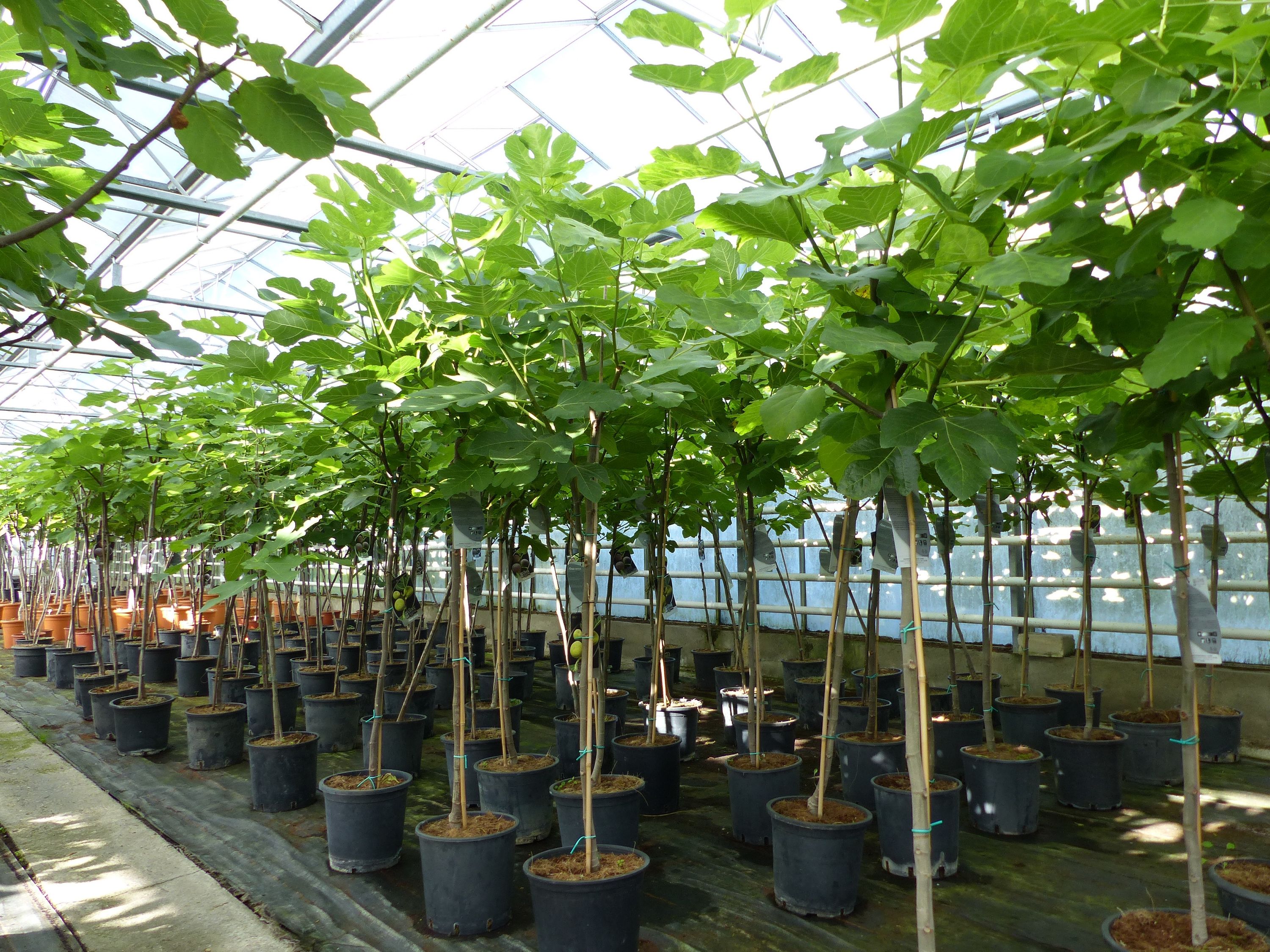 kompakter Feigenbaum 150 - 180 cm Obstbaum, winterhart, Ficus Carica, Feige - Bild 1