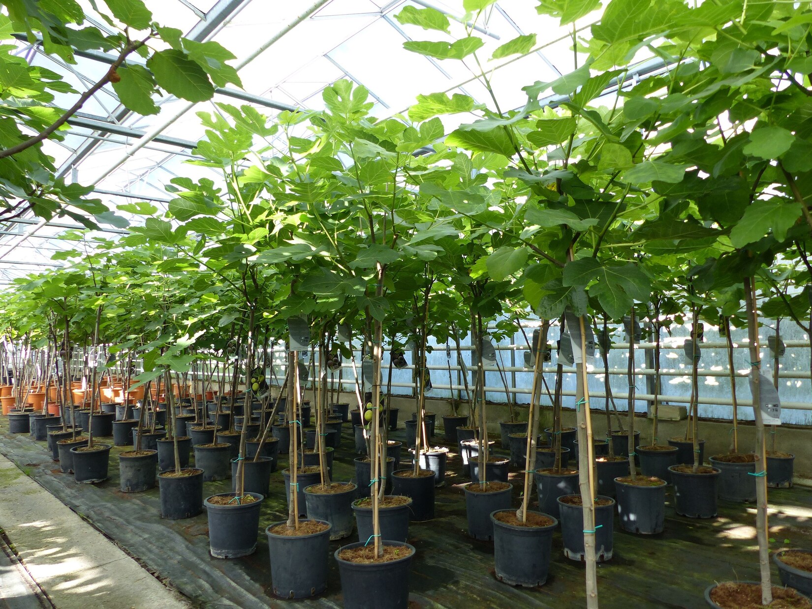 kompakter Feigenbaum 150 – 180 cm Obstbaum, winterhart, Ficus Carica, Feige | 04251740101656