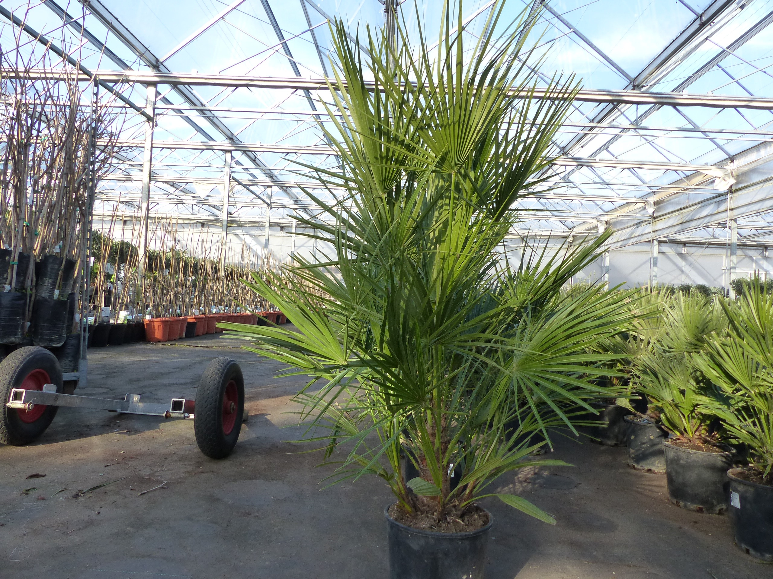 Palme120-130 cm Zwergpalme Chamaerops Humilis, winterhart bis -12&deg;C - Bild 1