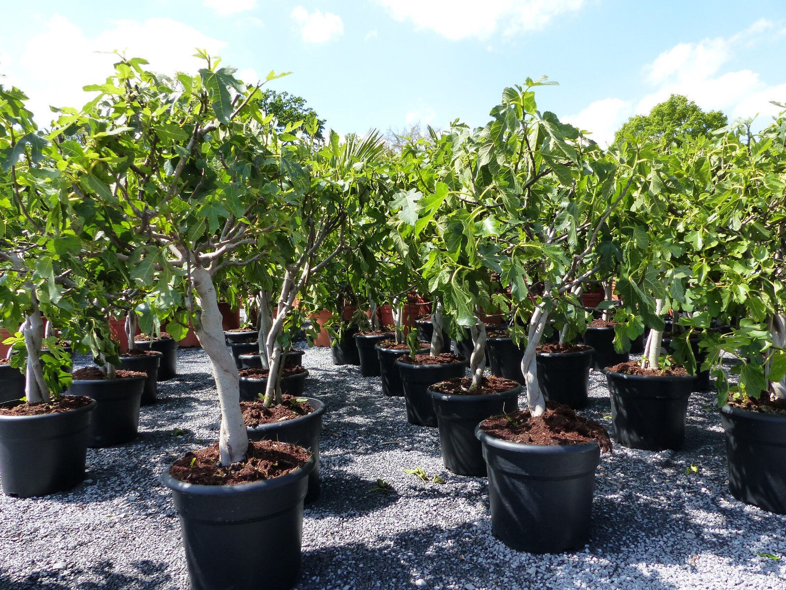Feigenbaum - hell UND dunkel - in 1 Topf, Obstbaum, winterhart, Ficus  Carica, Feige online kaufen bei Netto