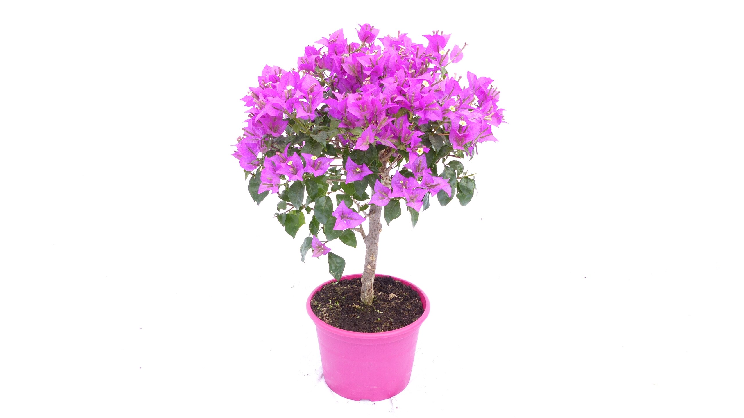 Bougainvillea glabra "Alexandra" Stamm 60 cm, purpurviolett, Kletterpflanze - Bild 1