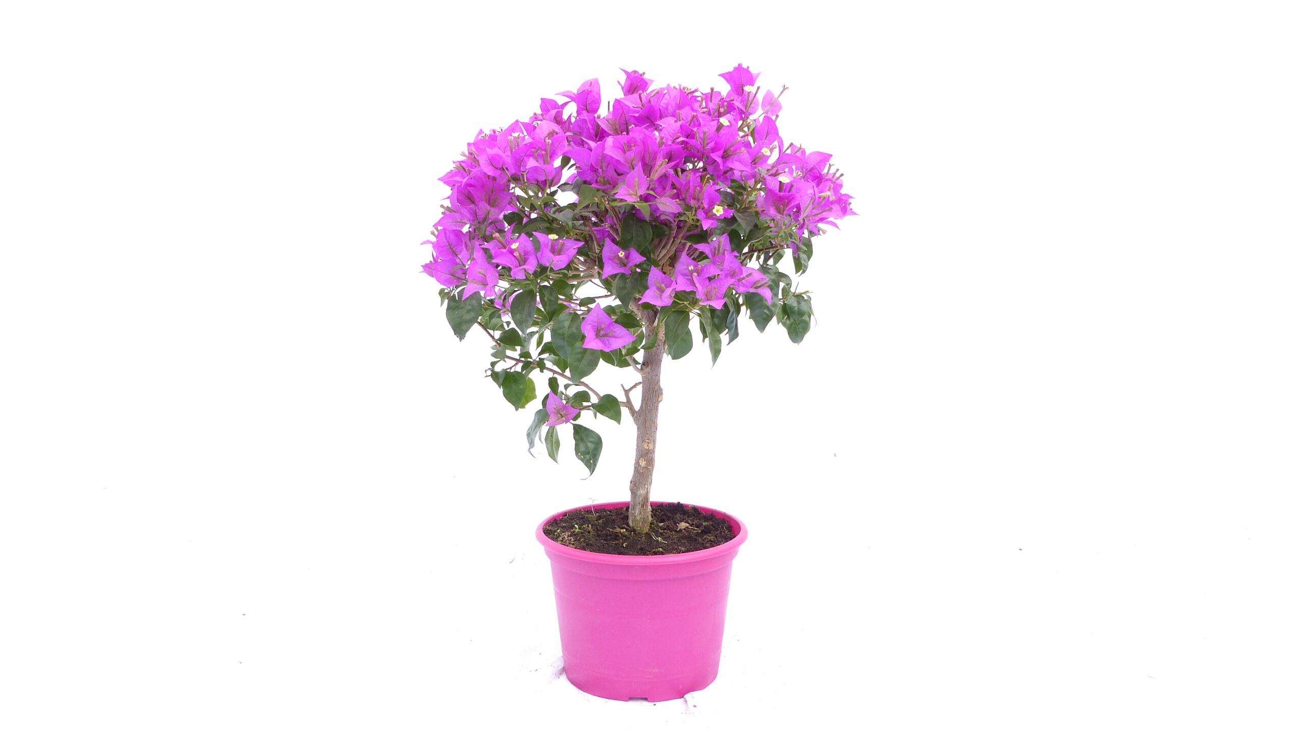 Bougainvillea glabra "Alexandra" Stamm 60 cm, purpurviolett, Kletterpflanze  online kaufen bei Netto