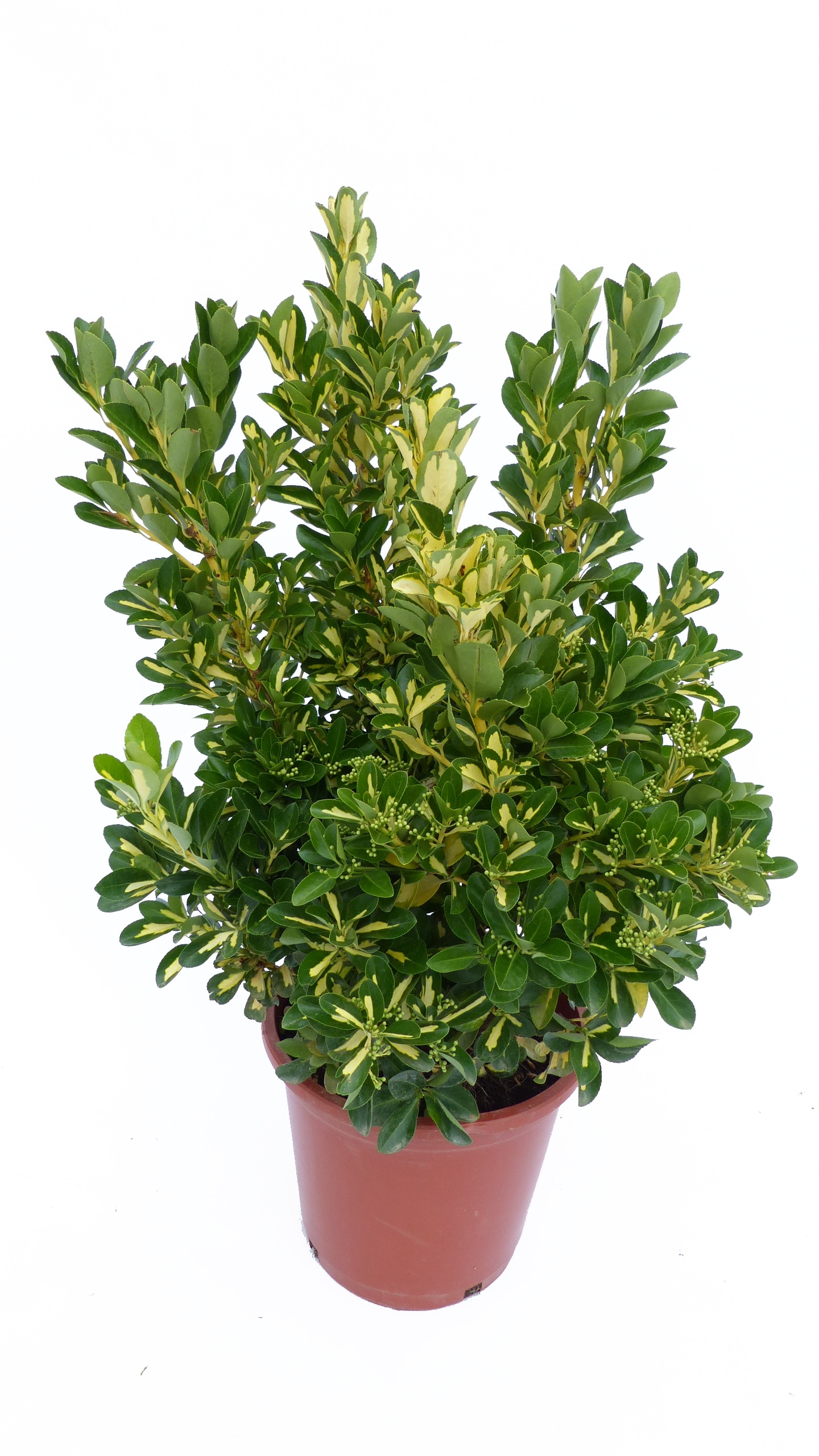 Japanischer Spindelstrauch 'Gold Queen' Euonymus japonicus, winterhart, Heckenpflanze - Bild 1