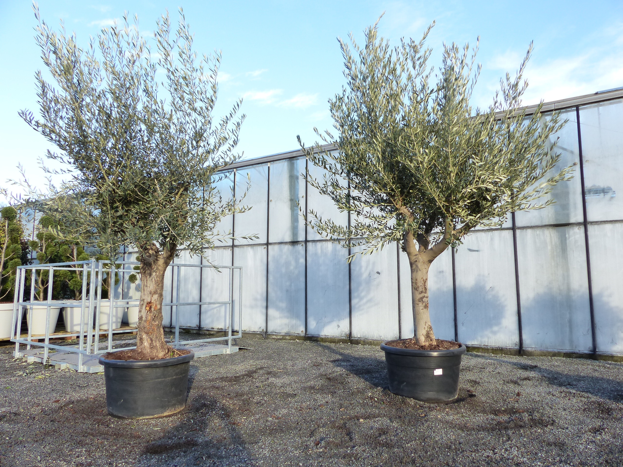 Olivenbaum Hojiblanca 210 - 260 cm, Olive extra winterhart, Olea europaea - Bild 1