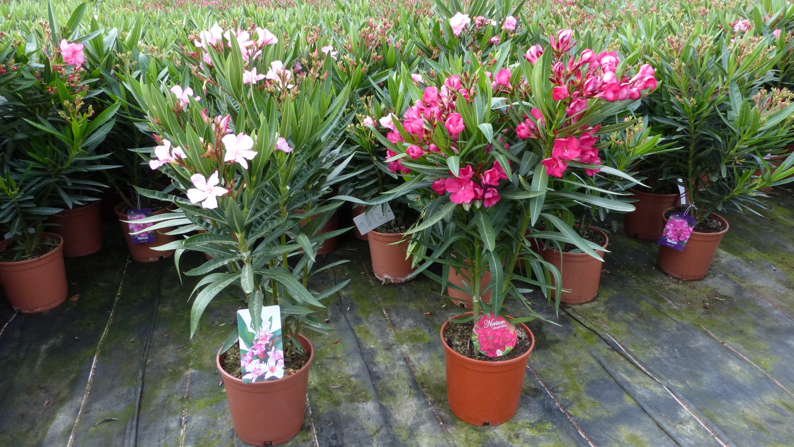 Oleander Busch 65 cm Nerium Rosenlorbeer Premium rot oder rosa - Bild 1
