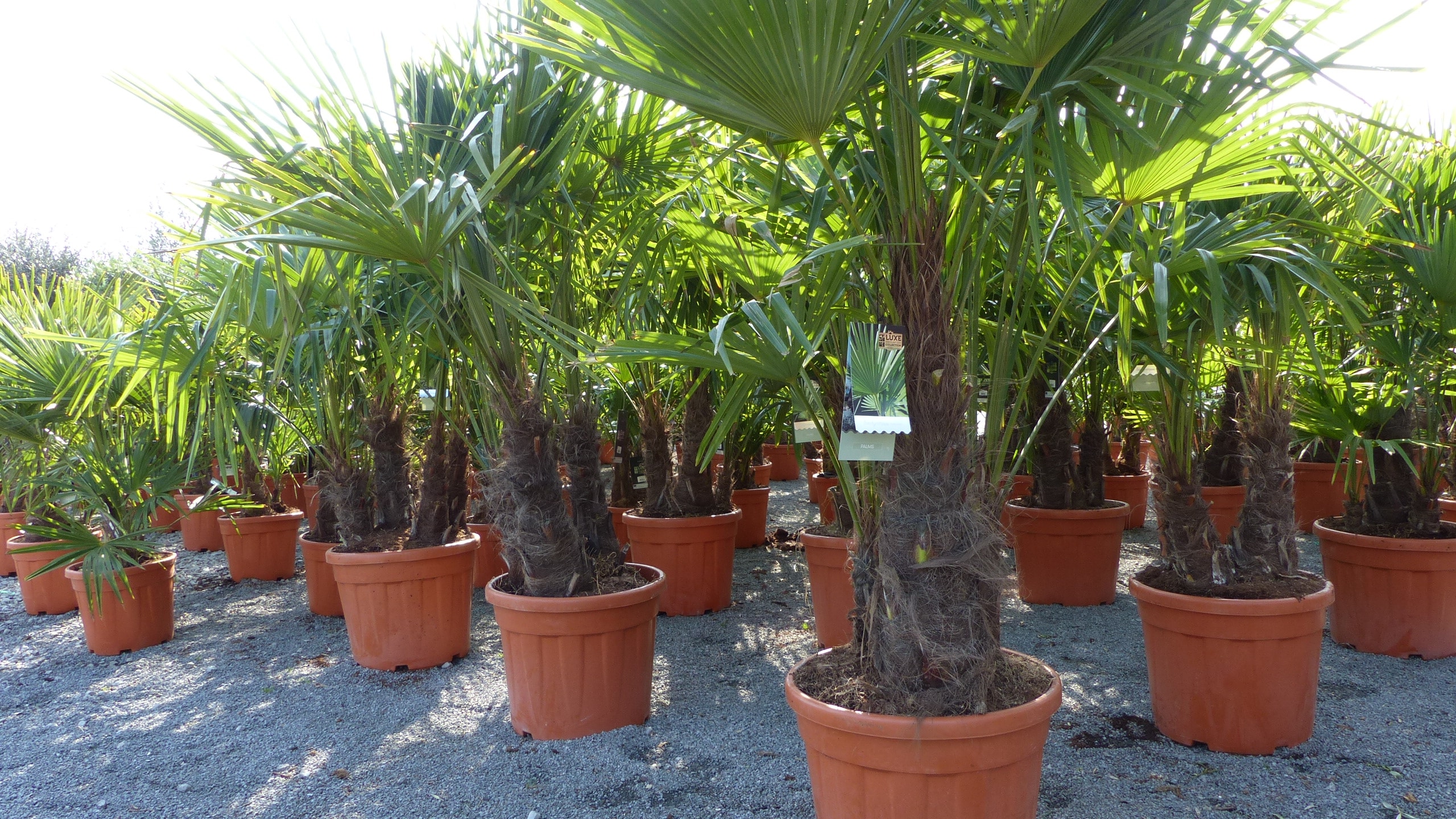 mehrst&auml;mmig Trachycarpus Fortunei Palme, winterhart 170 - 180 cm - Bild 1