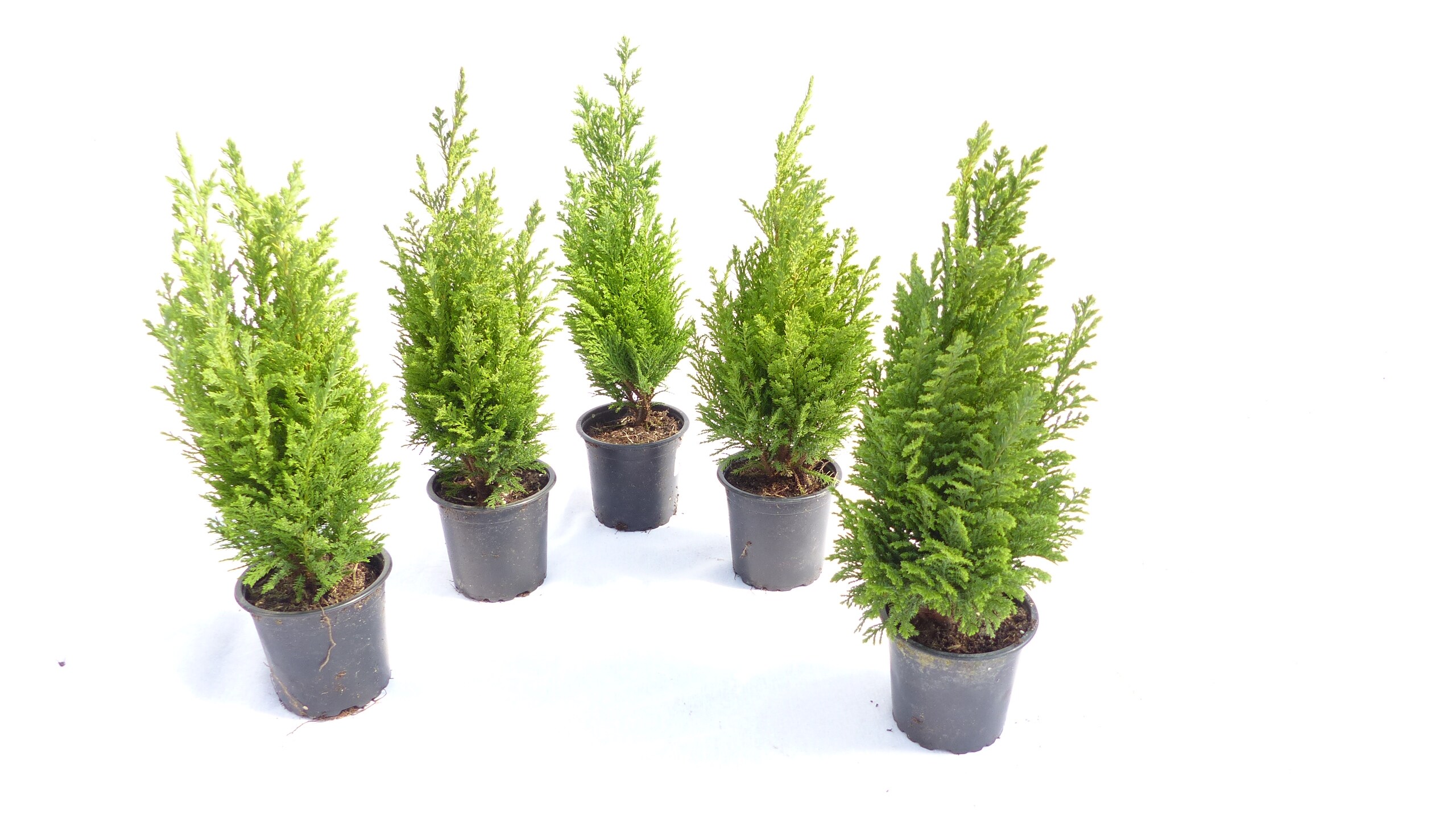 100 Premium winterharte Koniferen 25 - 40 cm Ellwoodii "Empire" Zypresse  Hecke Konifere online kaufen bei Netto