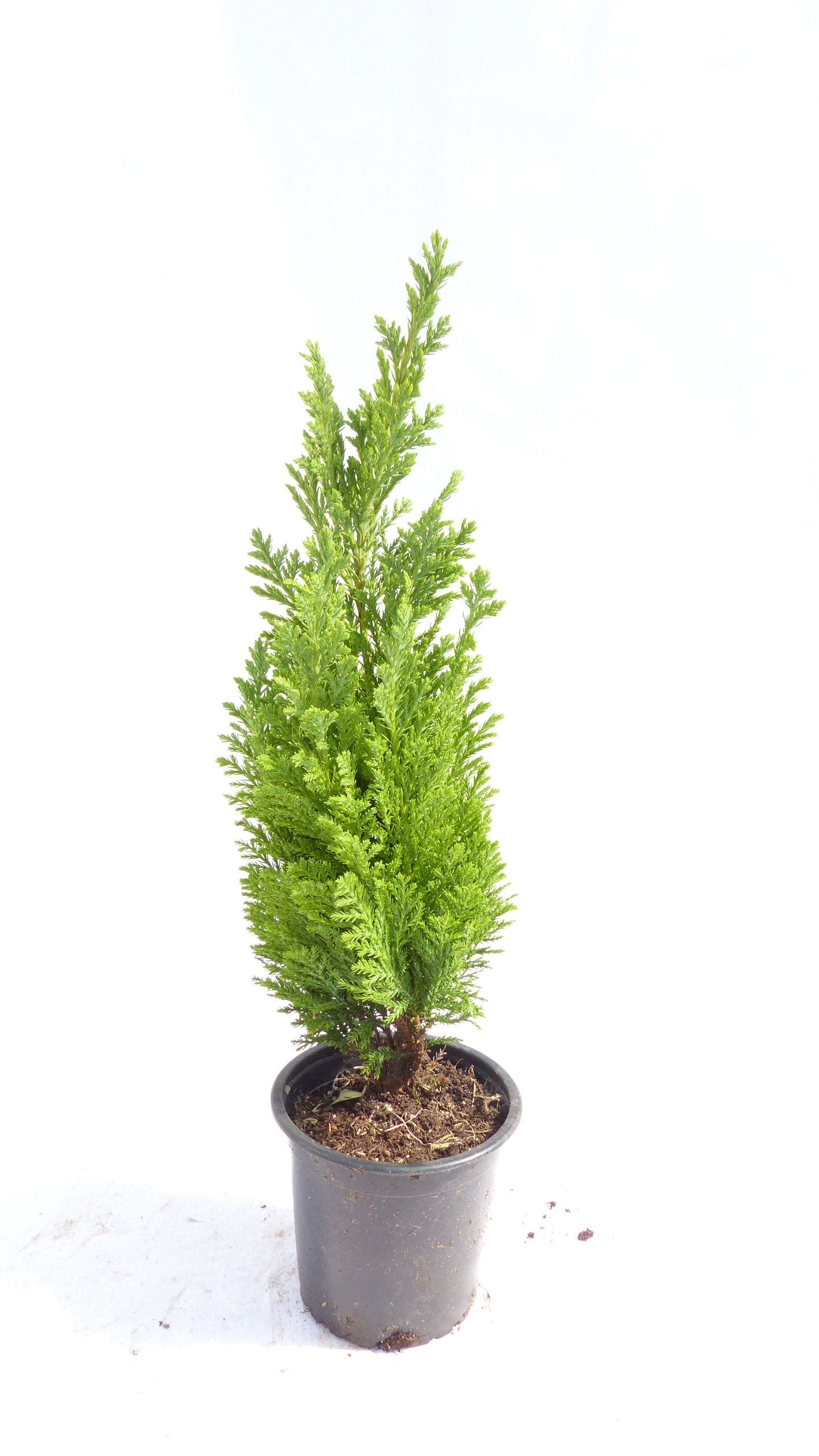 weihnachtsstern für aussenbereich 60cm LED Stern Weihnachtsdeko außen main image 1