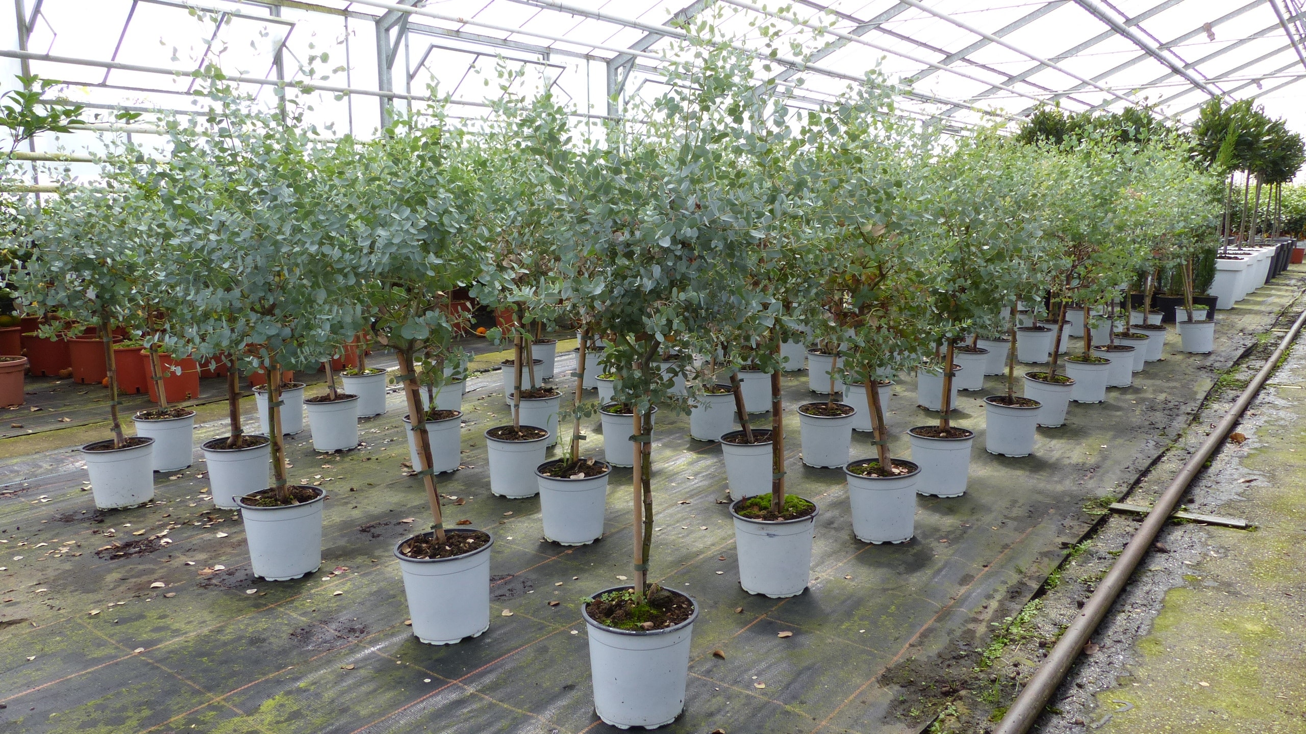 Eucalyptus Gunni Stamm Eukalyptusbaum, 70 - 90 cm, Pflanze winterhart - Bild 1