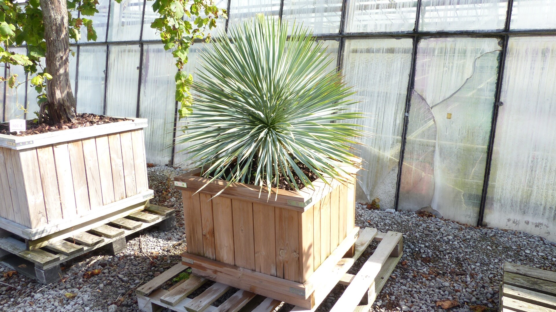 genau diese: Yucca Rostrata winterhart im hochwertigen Holz-Pflanzk&uuml;bel - Bild 1