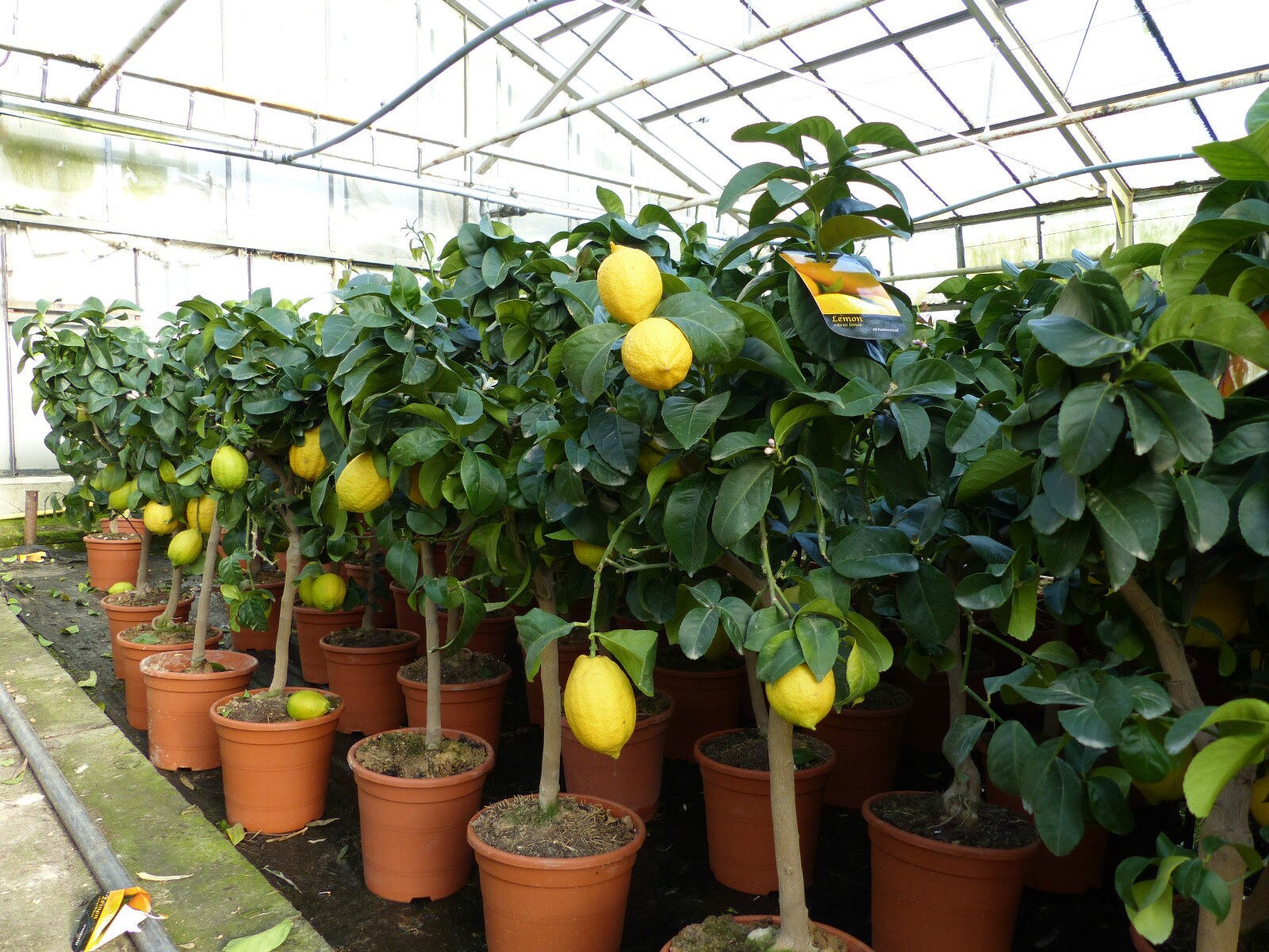 Gr&uuml;nwaren: echter Zitronenbaum 70 - 100 cm Zitrone Citrus Limon Zitruspflanze - Bild 1